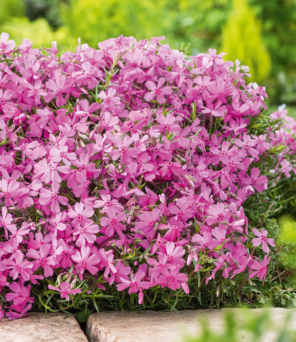 BALDUR Garten Bodendecker Teppichphlox 'Emerald Pink', 3 St., Polsterstauden,duftend, reichblühend, genügsam,winterhart