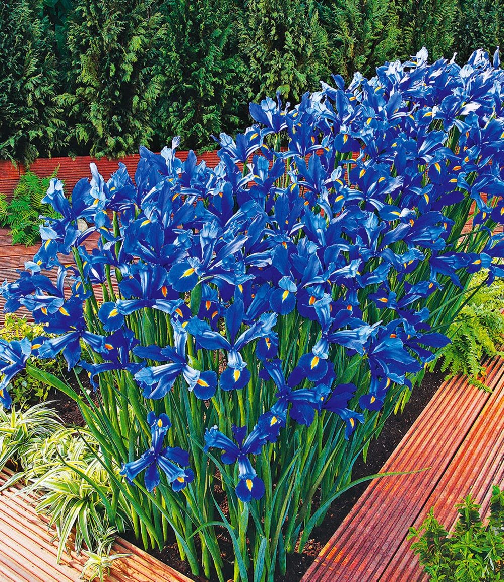 BALDUR Garten Blumenzwiebeln Iris 'Sea of Blue', Zwerg-Schwertlilie, winterhart, reichblühend, pflegeleicht