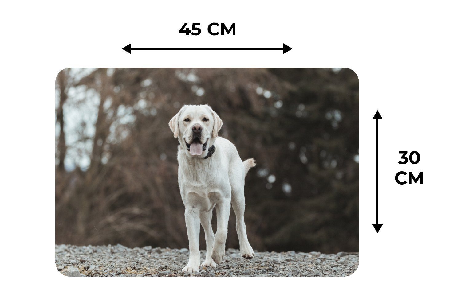 den Platzset, (6-St), weißer Platzmatte, Platzdecken, Platzset, Retriever Labrador auf Ein MuchoWow, Steinen, Tischmatten, Schmutzabweisend