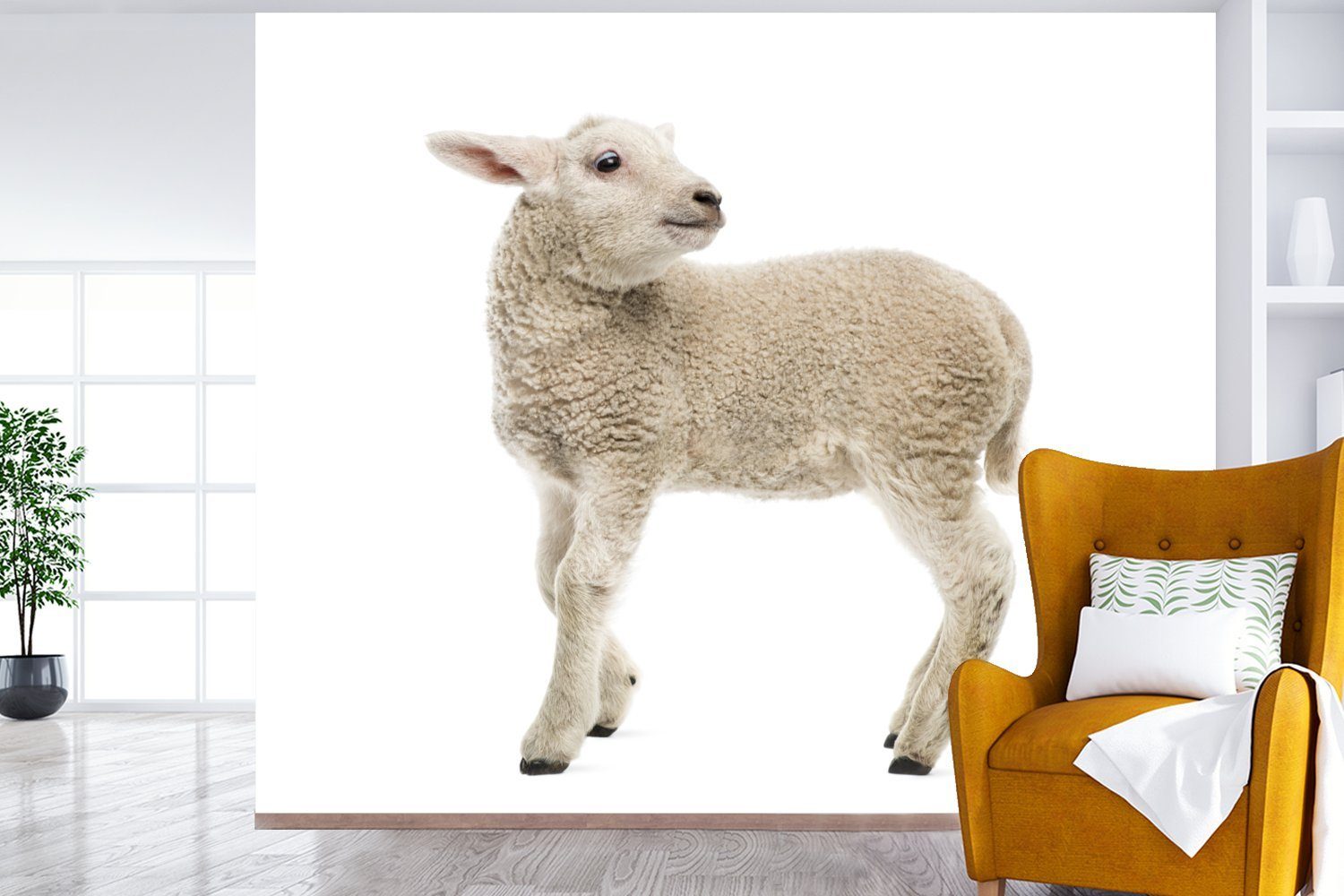 Wohnzimmer Schaf für Fototapete - bedruckt, Küche, Schlafzimmer - (5 Wolle MuchoWow Vliestapete St), Fototapete Matt, Lamm,