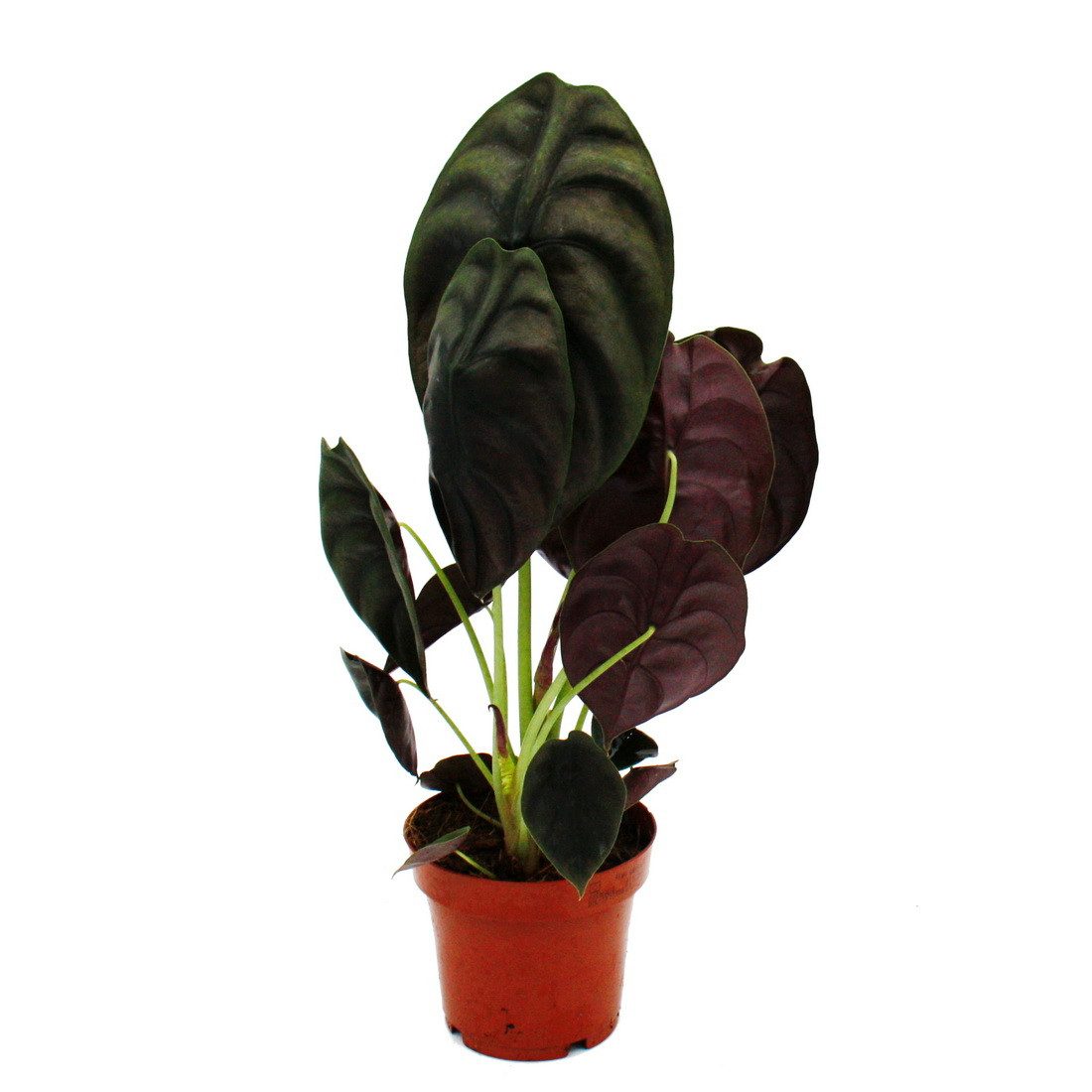 Exotenherz Zimmerpflanze Alocasia cuprea Red Secret Tropenwurz Alokasie Pfeilblatt 12cm Topf