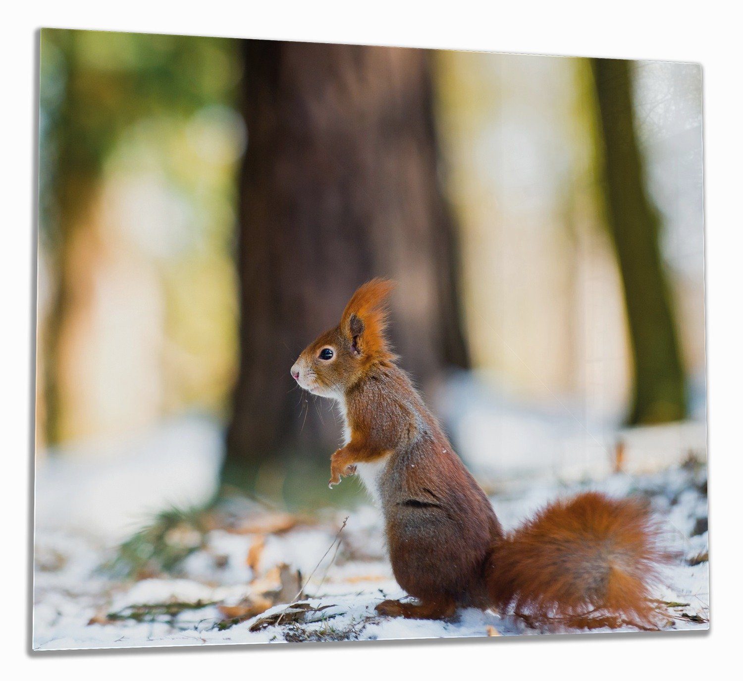 Wallario Herd-Abdeckplatte Neugieriges Eichhörnchen im tlg., verschneiten 1 verschiedene inkl. 5mm ESG-Sicherheitsglas, Größen Wald, Noppen), (Glasplatte