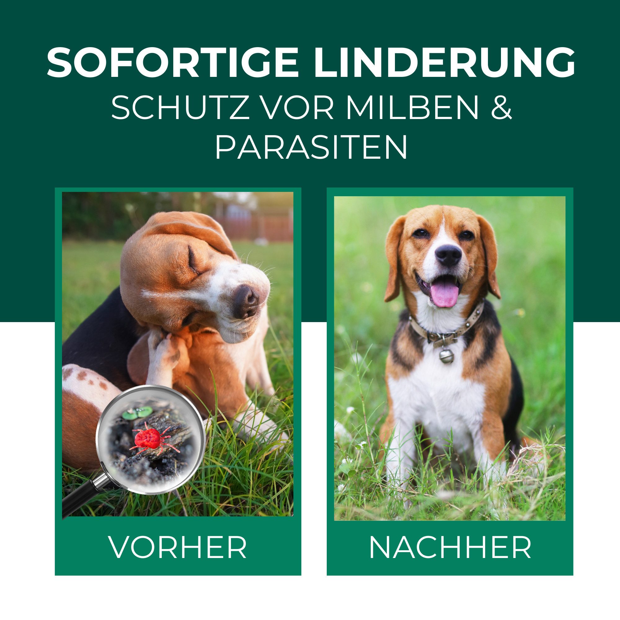 Silberkraft Insektenschutz-Spray Silberkraft Grasmilben-Ex Spray für Hunde & Katzen, effektiver Schutz lindert Juckreiz, für Fell, Liegeplätze & Umgebung, Made in Germany, 1-tlg., gegen Ungeziefer, lindert Juckreiz, für Fell, Liegeplätze & Umgebung