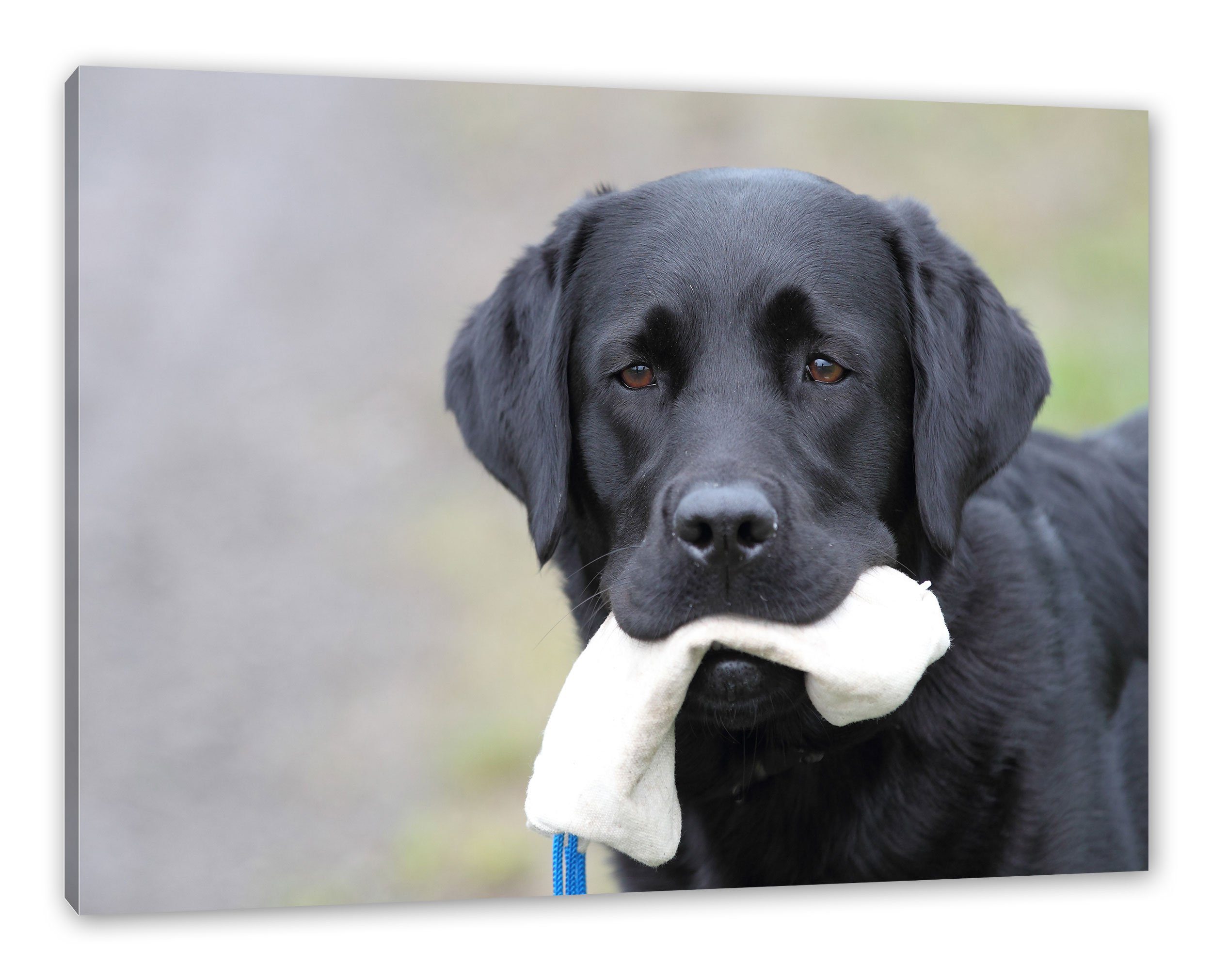 Pixxprint Leinwandbild Labrador mit Spielzeug, Labrador mit Spielzeug (1 St), Leinwandbild fertig bespannt, inkl. Zackenaufhänger | Leinwandbilder