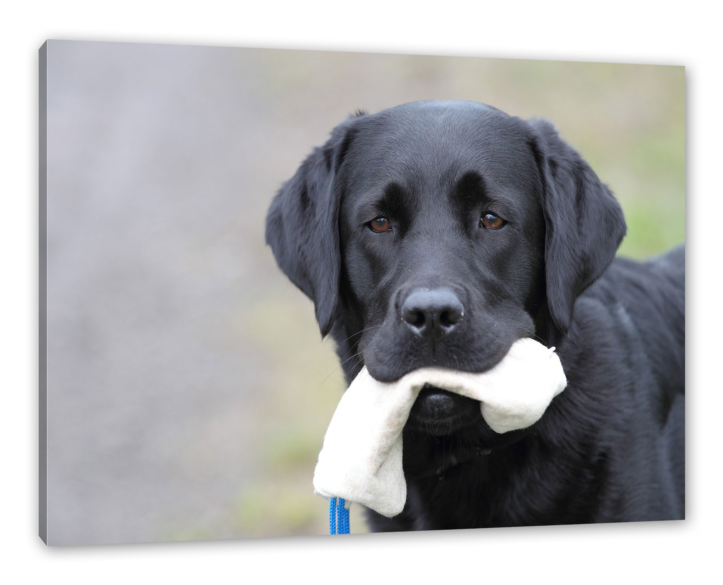 Pixxprint Leinwandbild Labrador mit Spielzeug, Labrador mit Spielzeug (1 St), Leinwandbild fertig bespannt, inkl. Zackenaufhänger