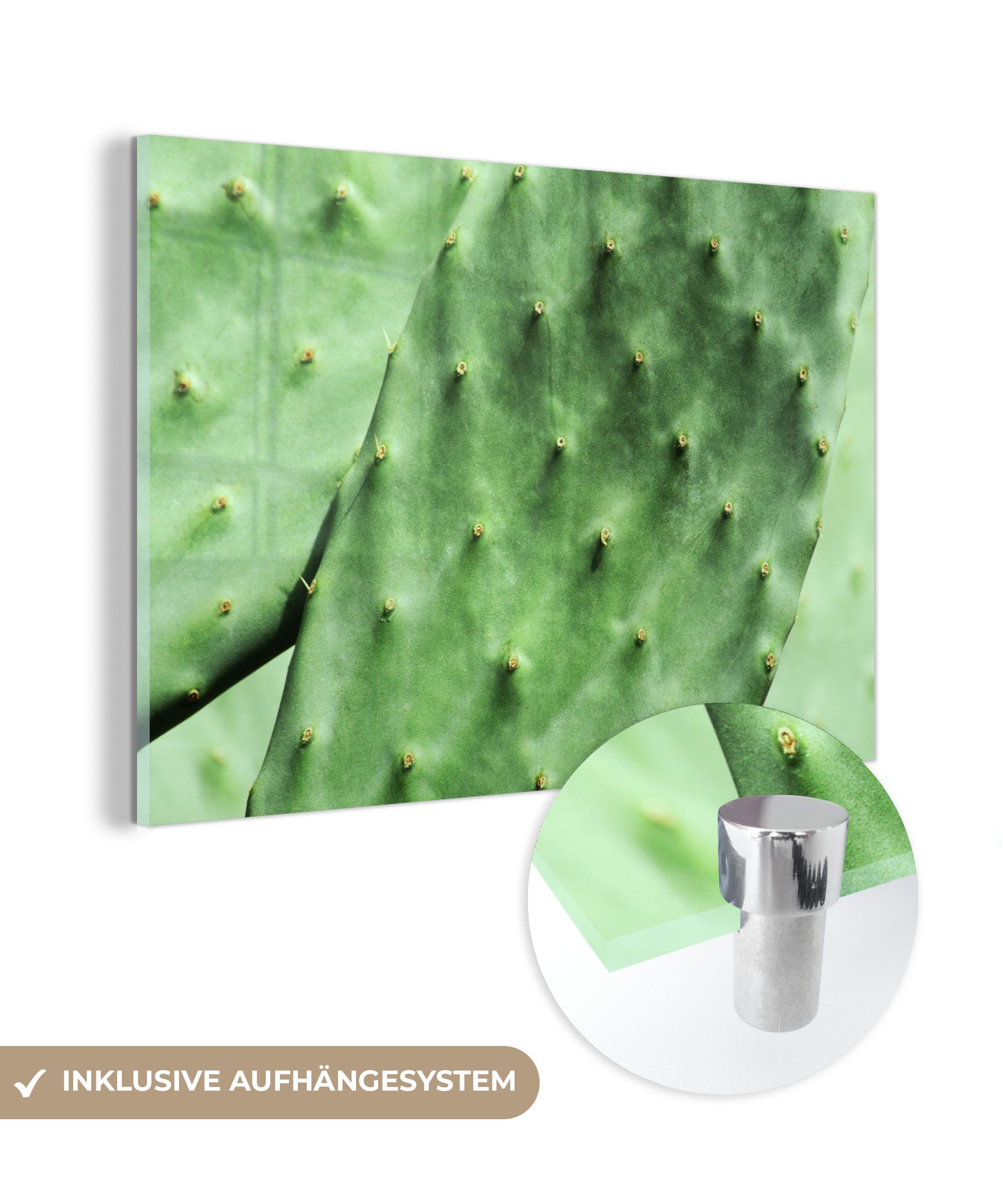 MuchoWow Acrylglasbild Barbary Kaktus Blatt Minze grün, (1 St), Acrylglasbilder Wohnzimmer & Schlafzimmer