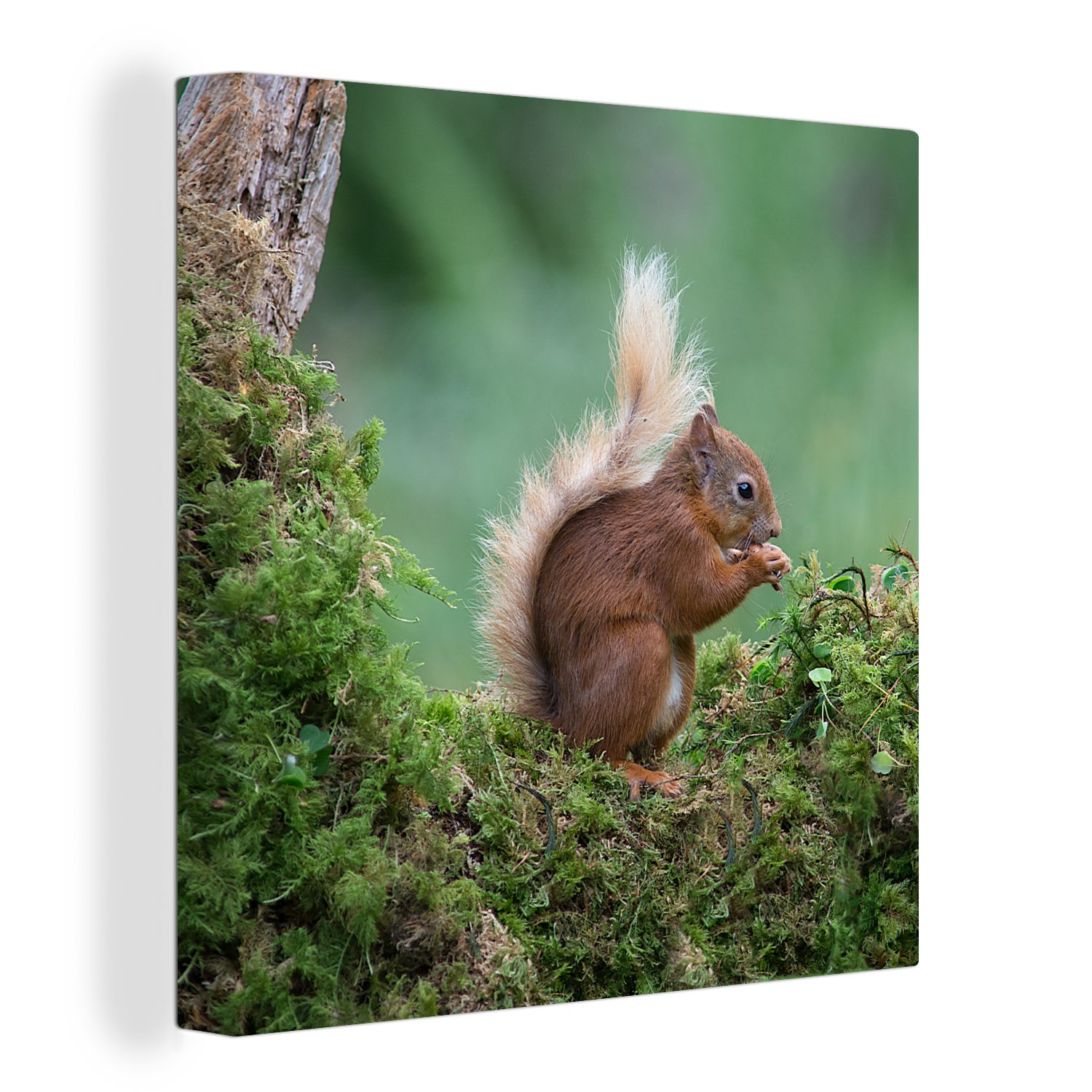 OneMillionCanvasses® Leinwandbild Waldtier - Eichhörnchen - günstig online kaufen