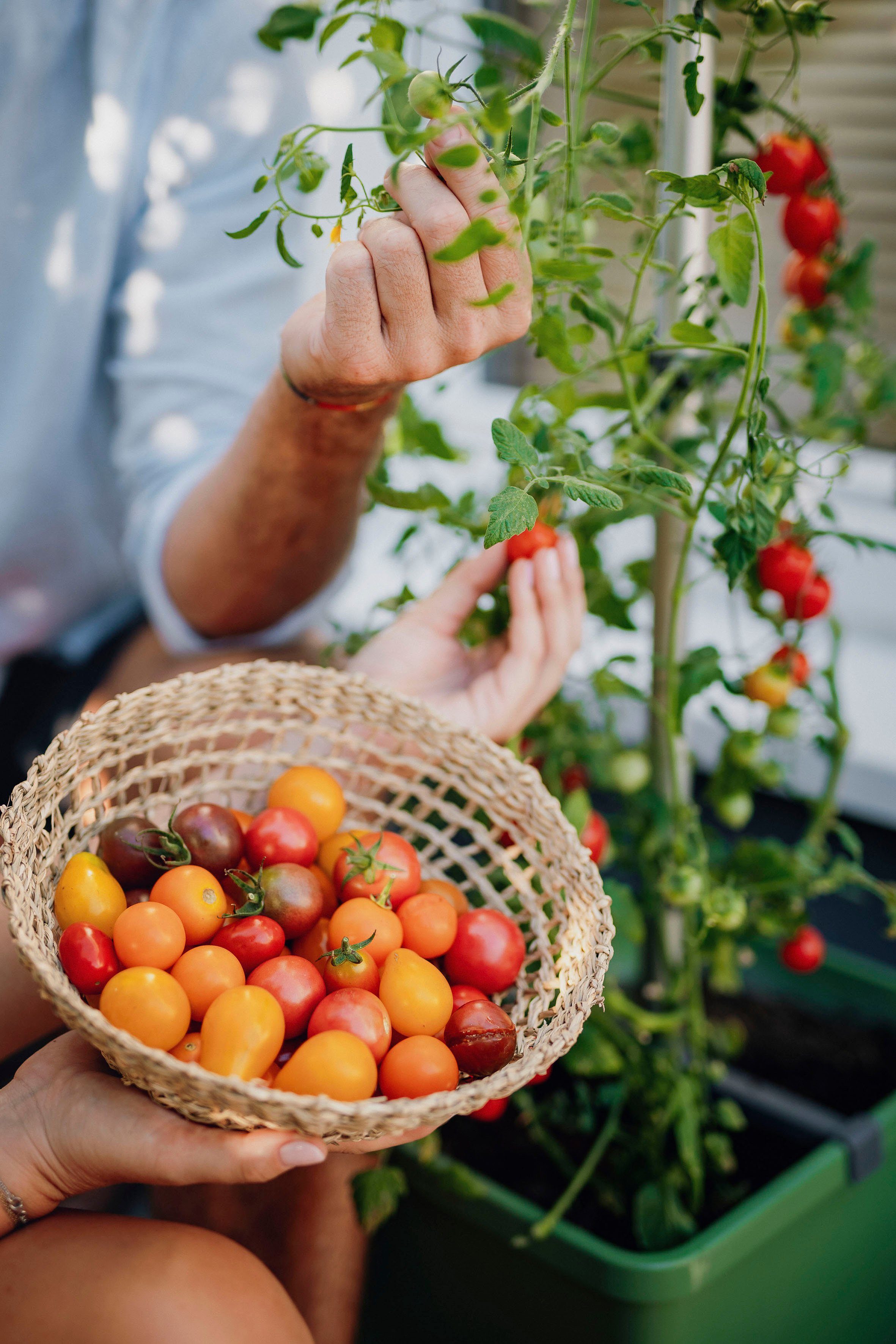 Gusta TOM Rankhilfe Tomatentopf, Pflanzkübel Wassertank TOMATO Garden mit & dunkelgrün