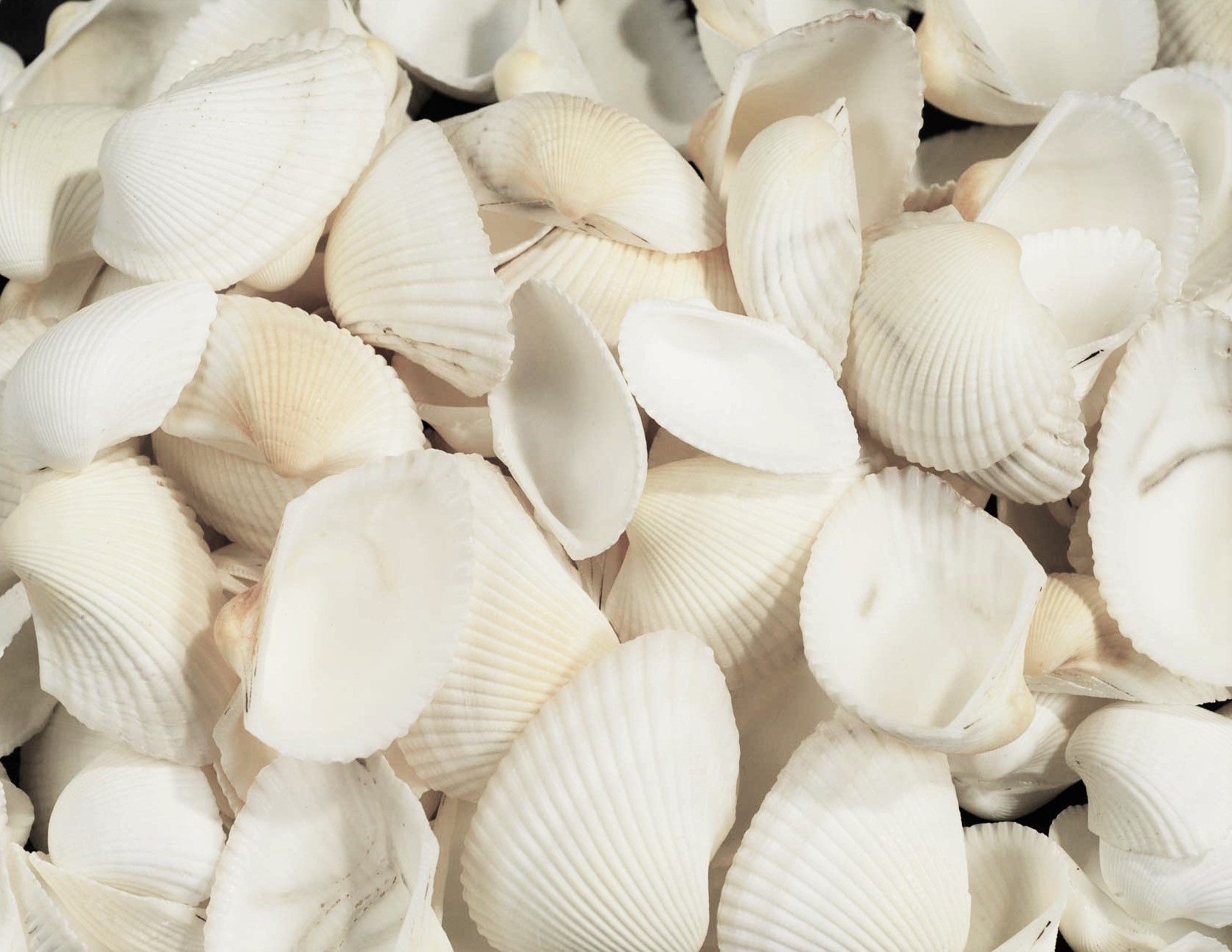 Eurosand Dekoobjekt MUSCHELN (Arca Arca) im Netz 250gr. WEISS – Bild 2 von 3