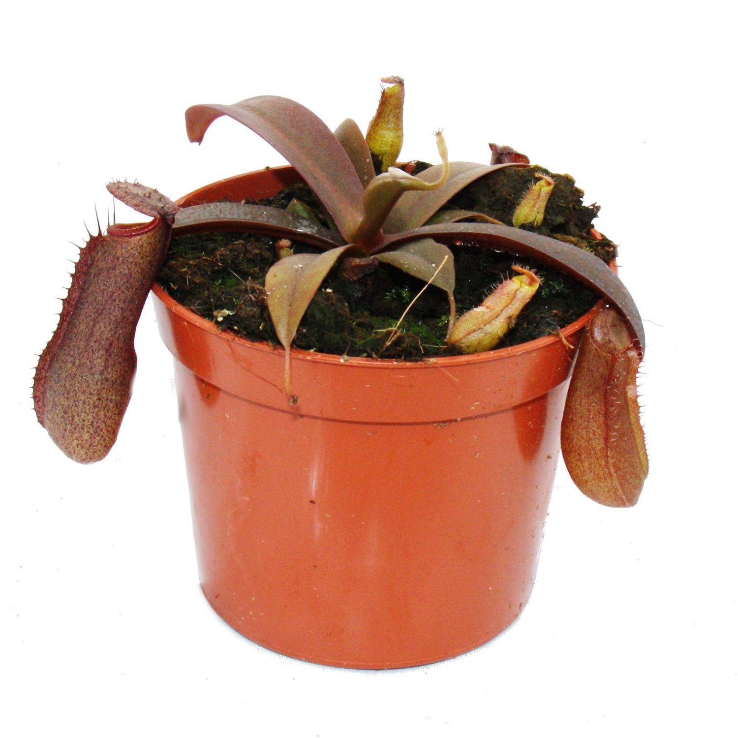 Exotenherz Zimmerpflanze Rotblättrige Kannenpflanze - Nepenthes - 9cm