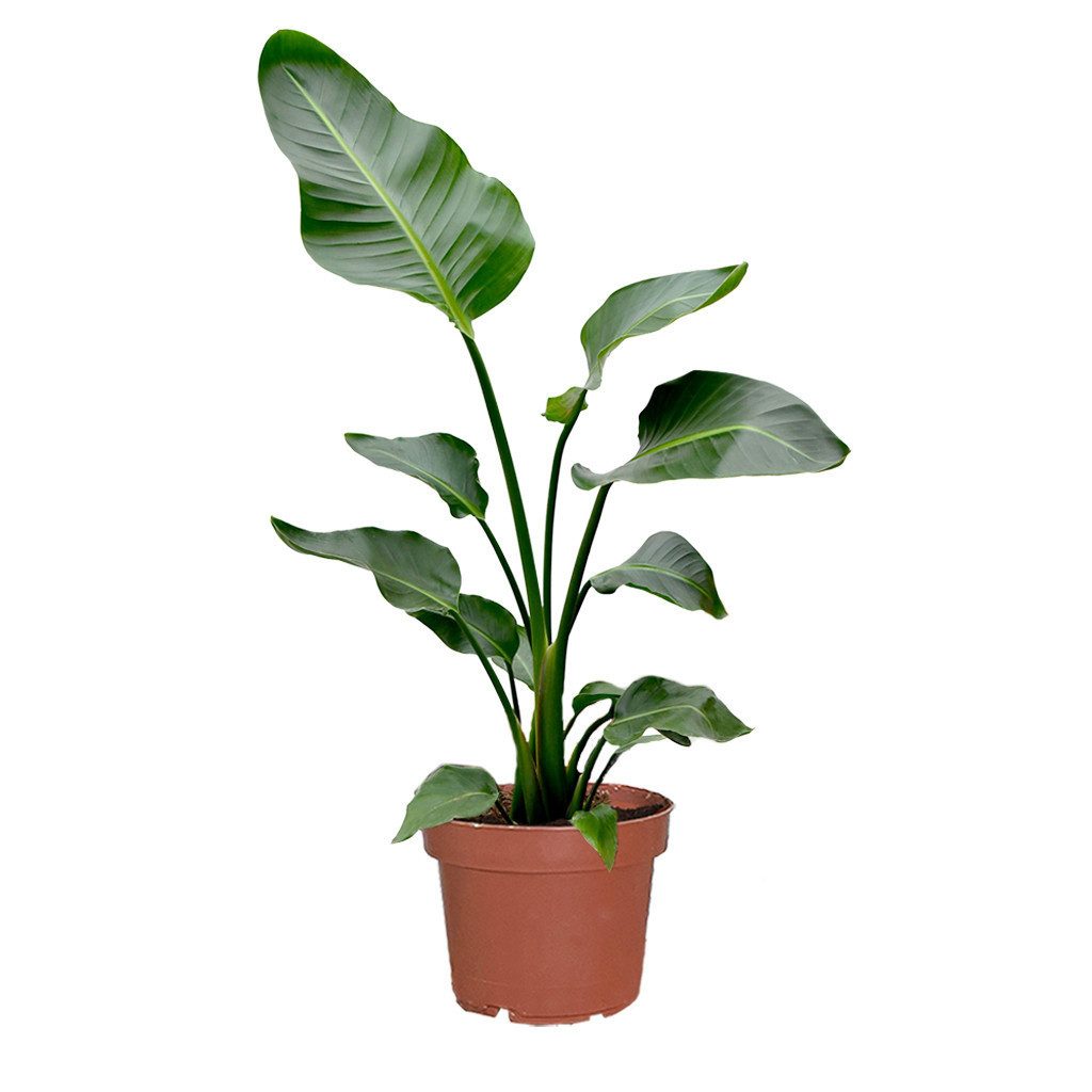 Green Me Up Zimmerpflanze Große Strelitzie, Wächst in Erde, Pflege gleich n günstig online kaufen