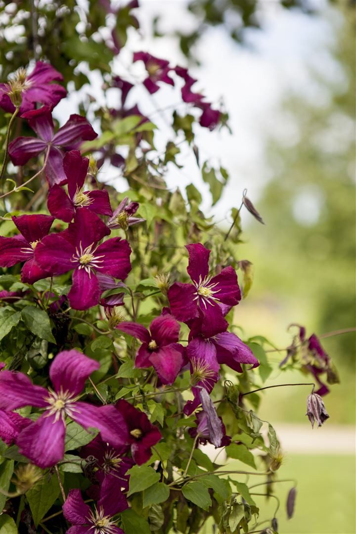 Pflanzen für Dich Kletterpflanze Clematis viticella Madame Julia Correvon, 1 St., Italienische Waldrebe, Clematis, weinrot, langblühend