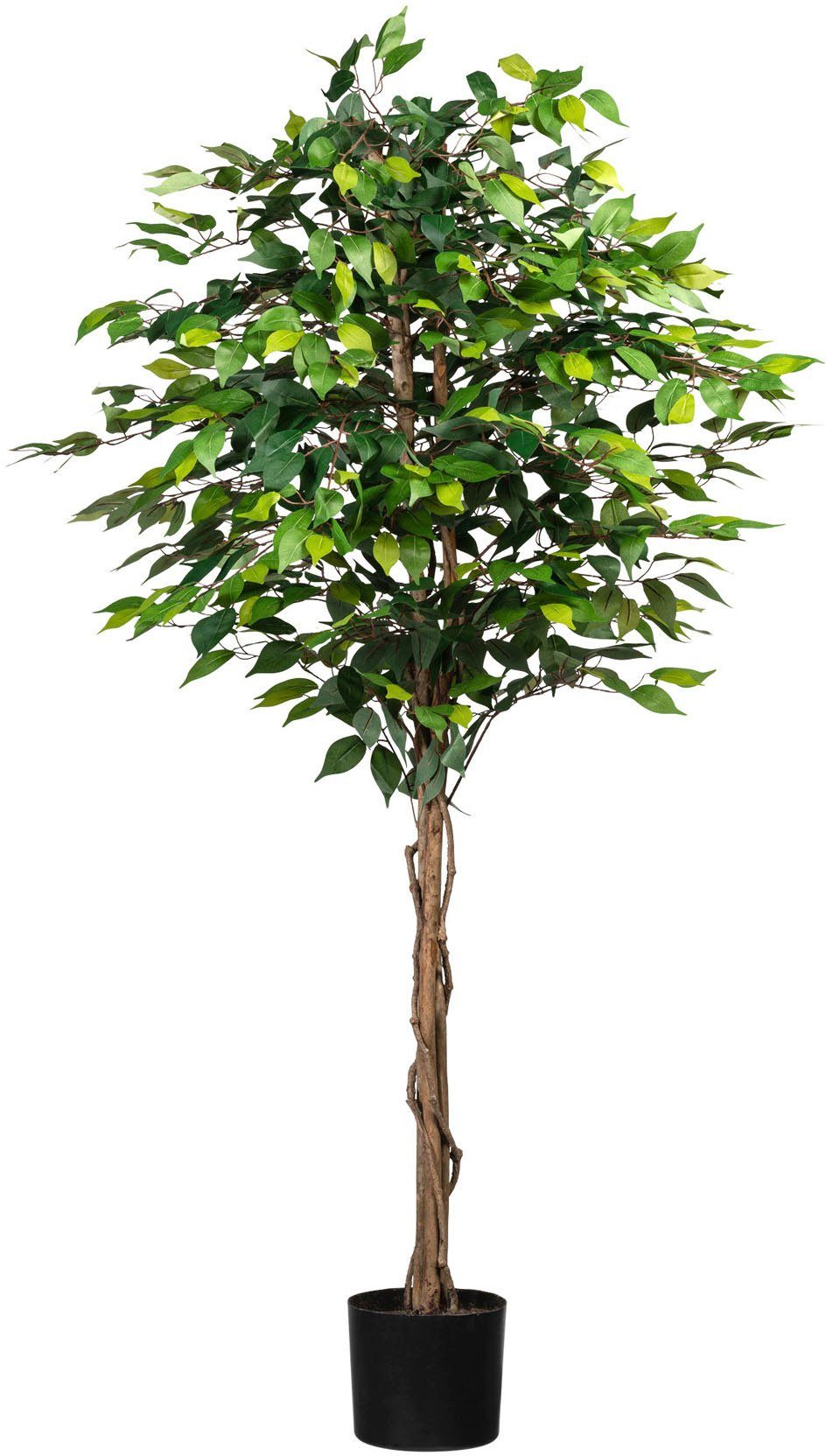 Benjamini, 180 Dauerhaft Höhe und cm, Ficus schön Creativ Kunstpflanze echt green, täuschend