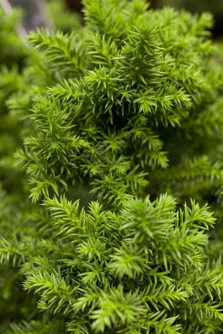 Pflanzen für Dich Konifere Cryptomeria japonica Vilmoriniana, 1 St., Japanische Sicheltanne, kugelform, immergrün