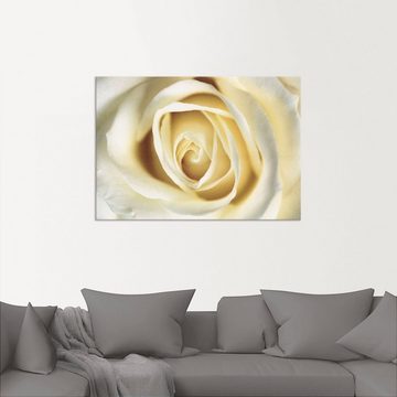 Artland Wandbild Weiße Rose, Blumen (1 St), als Alubild, Outdoorbild, Leinwandbild in verschied. Größen