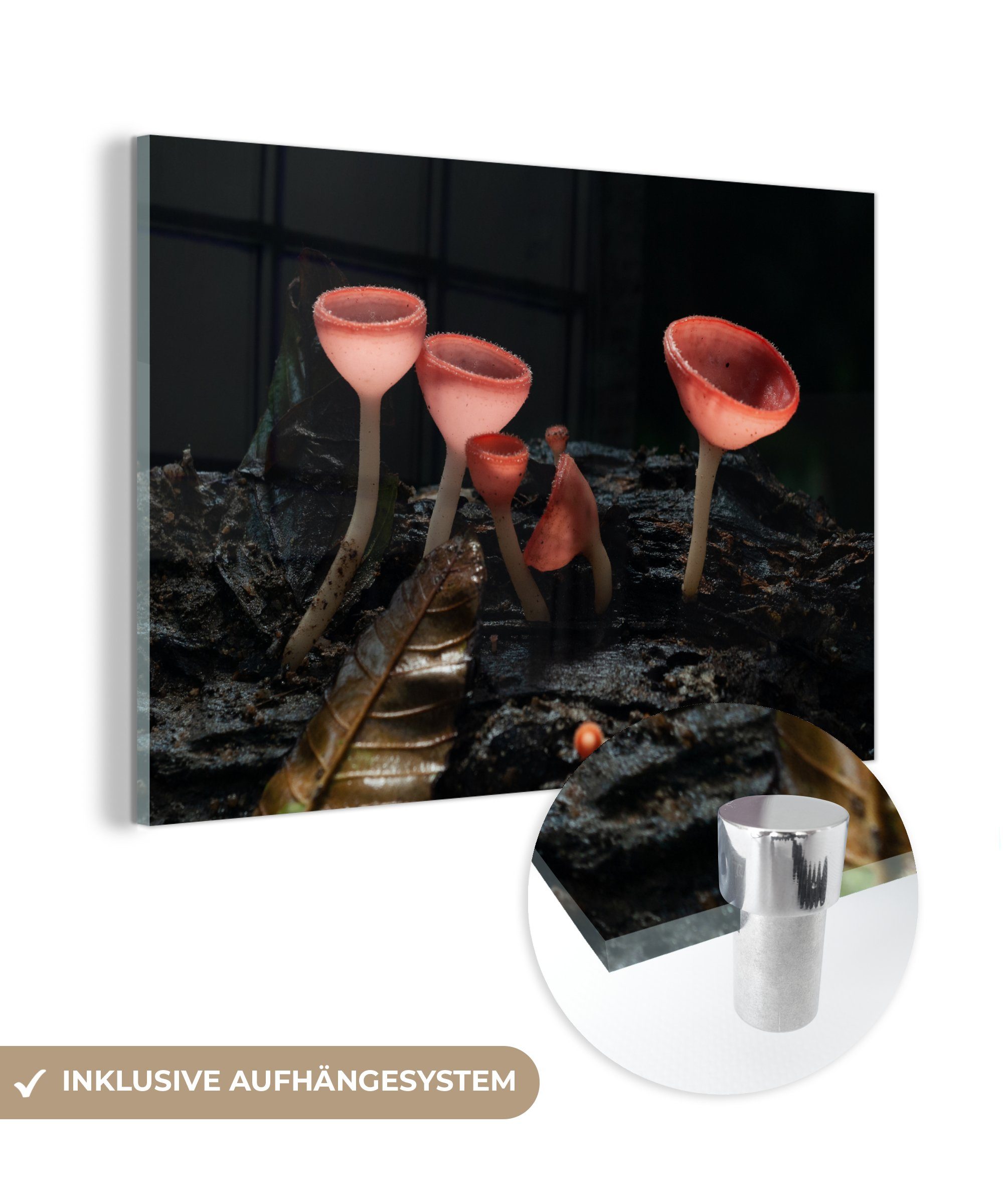 MuchoWow Acrylglasbild Rote Pilze im Dunkeln, (1 St), Acrylglasbilder Wohnzimmer & Schlafzimmer