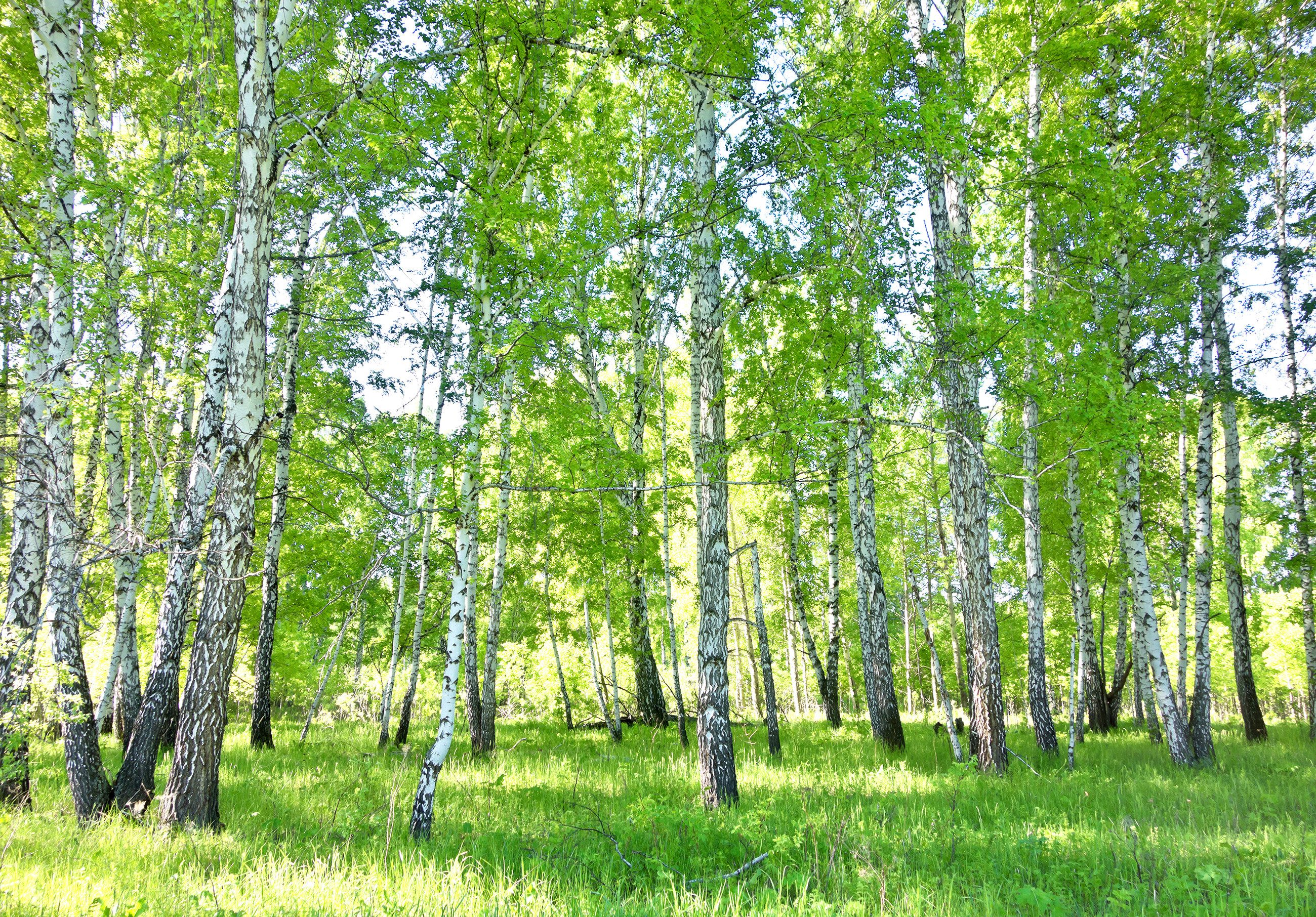 Wallarena Fototapete Wald Birkenwald Birken Sonne günstig online kaufen