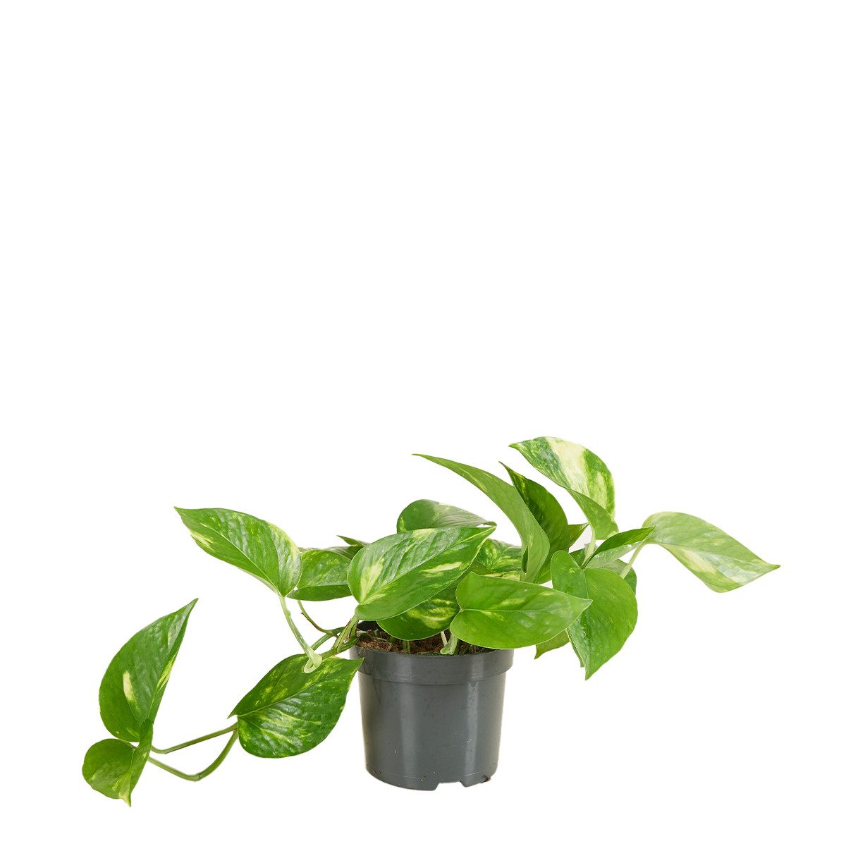 Bloomique Zimmerpflanze Scindapsus Aureum - Efeutute - Hängepflanze - Zimmerpflanzen - Kletter, 1 St.