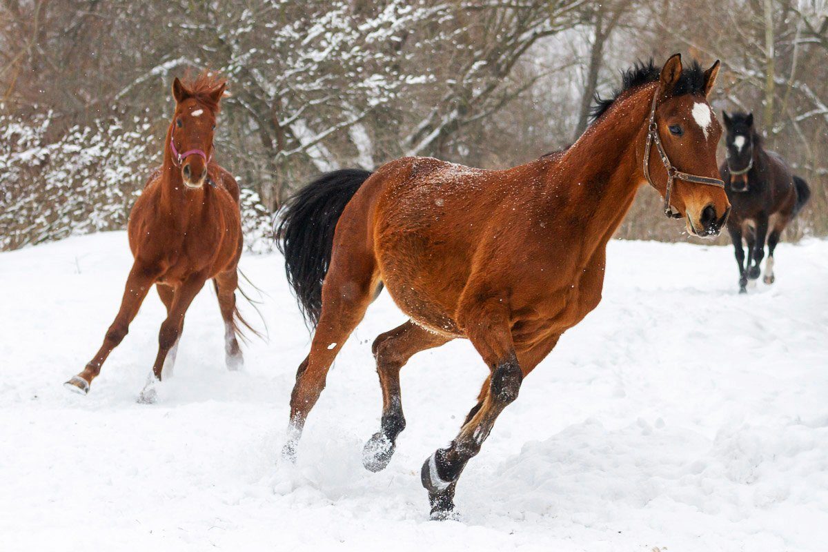 im Schnee Papermoon Fototapete Pferde