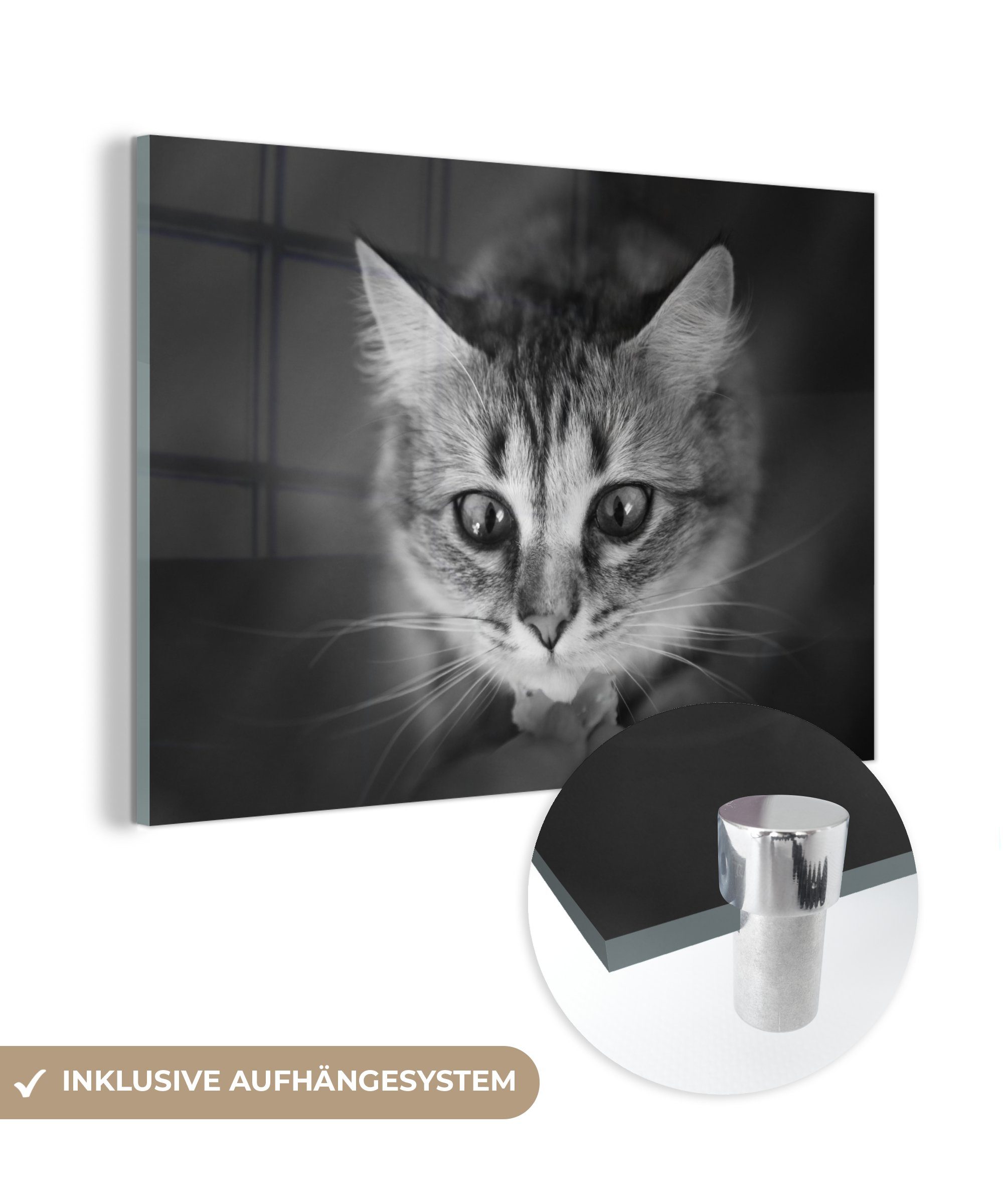 Acrylglasbild & weiß, Wohnzimmer MuchoWow riechende schwarz Schlafzimmer Katze Tierprofil und in Acrylglasbilder St), (1