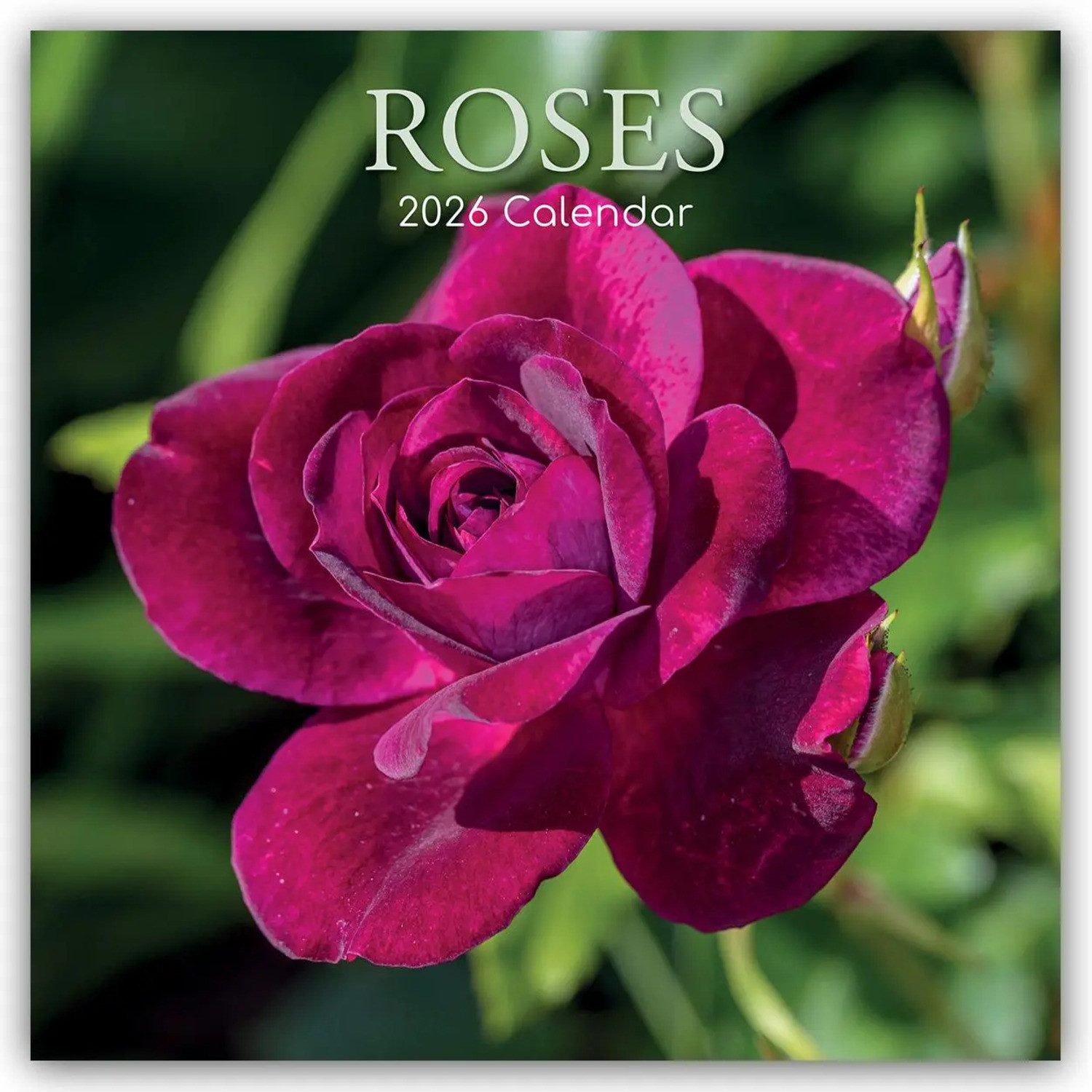 Wandkalender Roses - Rosen 2026 - 16-Monatskalender