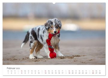 CALVENDO Wandkalender Australian Shepherd 2023 (Premium, hochwertiger DIN A2 Wandkalender 2023, Kunstdruck in Hochglanz)