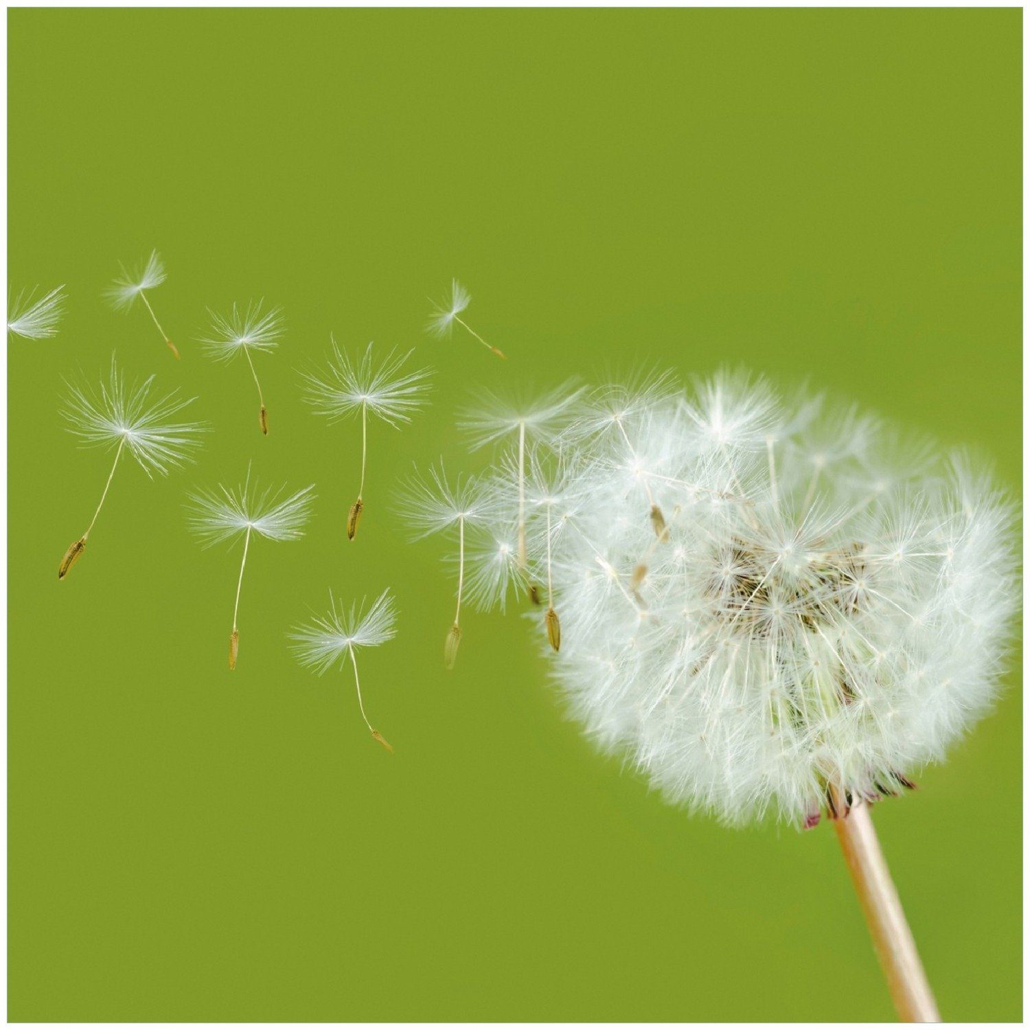 Wallario Memoboard Pusteblume auf der Wiese mit fliegenden Samen