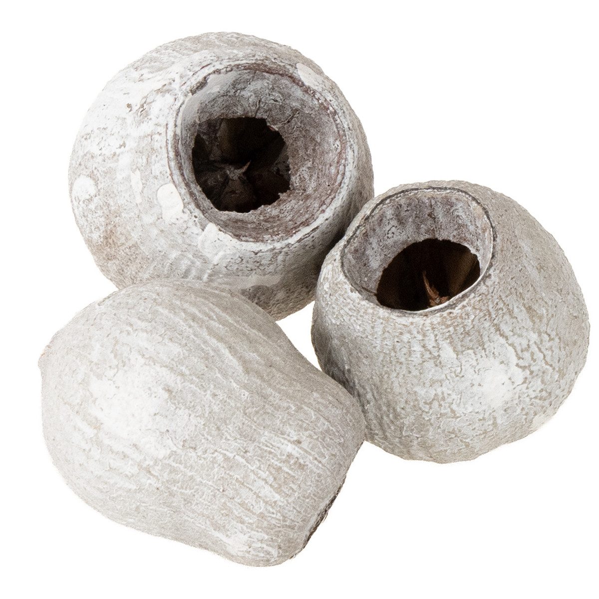 Trockenblume Bellgums weißgewaschen 2-5cm 500g - Glockenfrucht Deko für, Florists Products, Höhe 5 cm