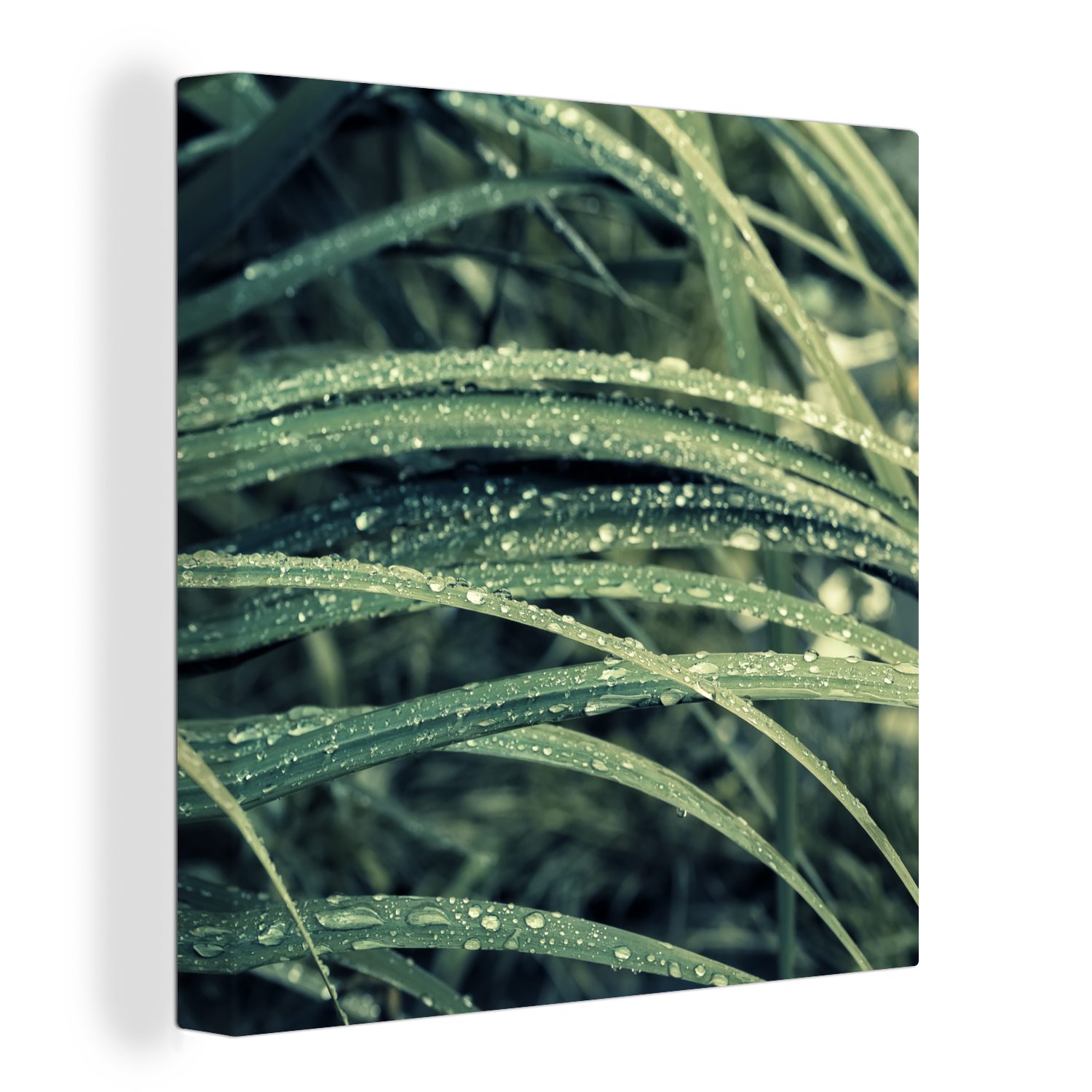 OneMillionCanvasses® Leinwandbild Grünes botanisches Gras nach Regenfällen, (1 St), Leinwand Bilder für Wohnzimmer Schlafzimmer