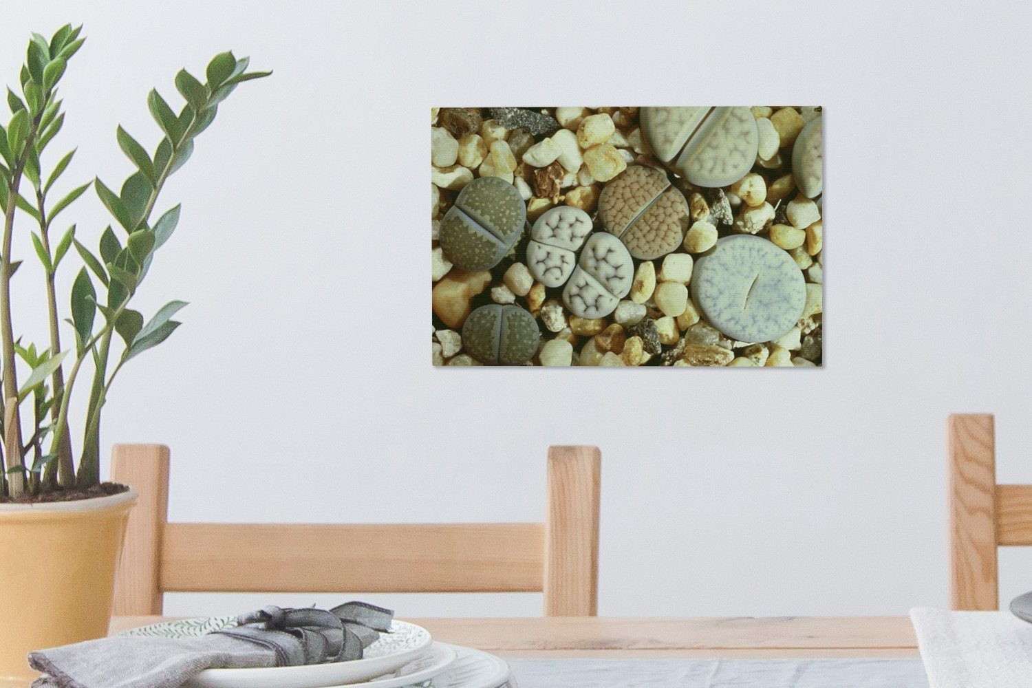 OneMillionCanvasses® Leinwandbild Leinwandbilder, Südafrika, Wanddeko, Die St), cm Wandbild Steinblume in Lithops 30x20 (1 Aufhängefertig