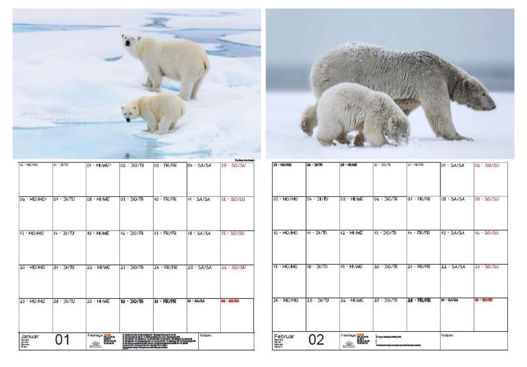 Thumbnail - Seelenzauber Wandkalender Tierkinder Eisbären Wand- Planer Kalender für 2025 DIN A3 Eisbär