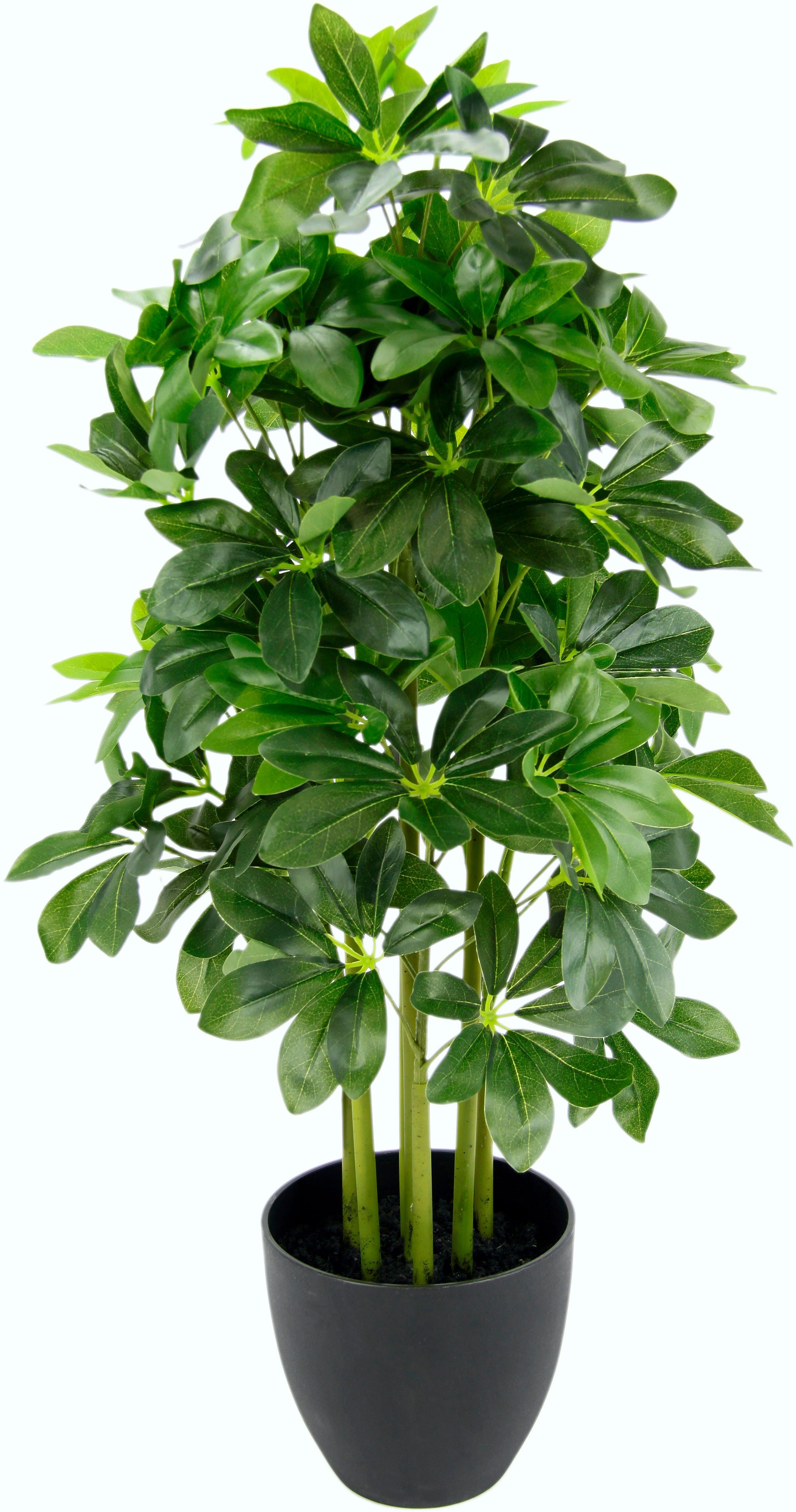 Kunstpflanze Schefflerapflanze, I.GE.A., Höhe 83 cm, günstig online kaufen