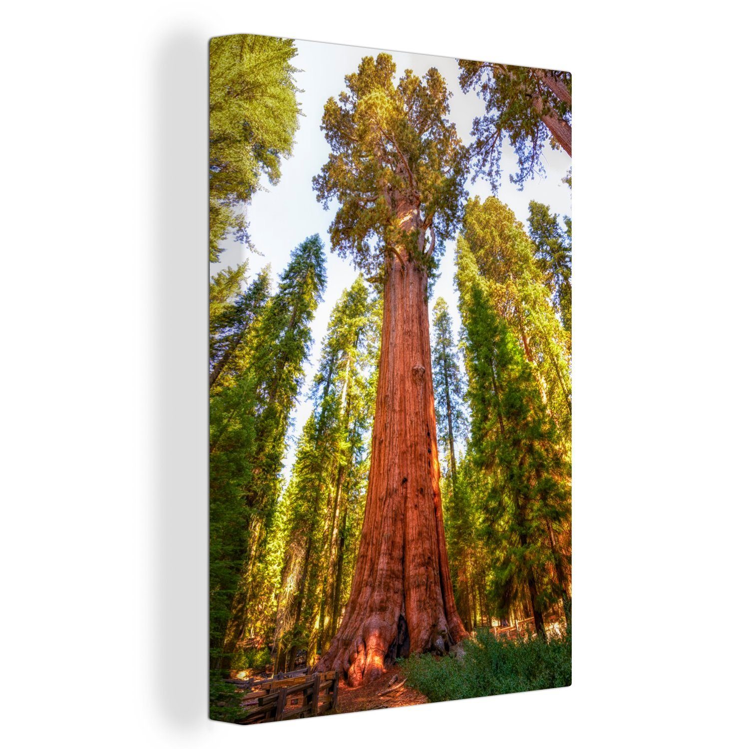 Sequoia-Bäume bespannt Leinwandbild 20x30 St), Zackenaufhänger, Gemälde, cm OneMillionCanvasses® im Leinwandbild Sequoia-Nationalpark in (1 inkl. fertig Nordamerika,