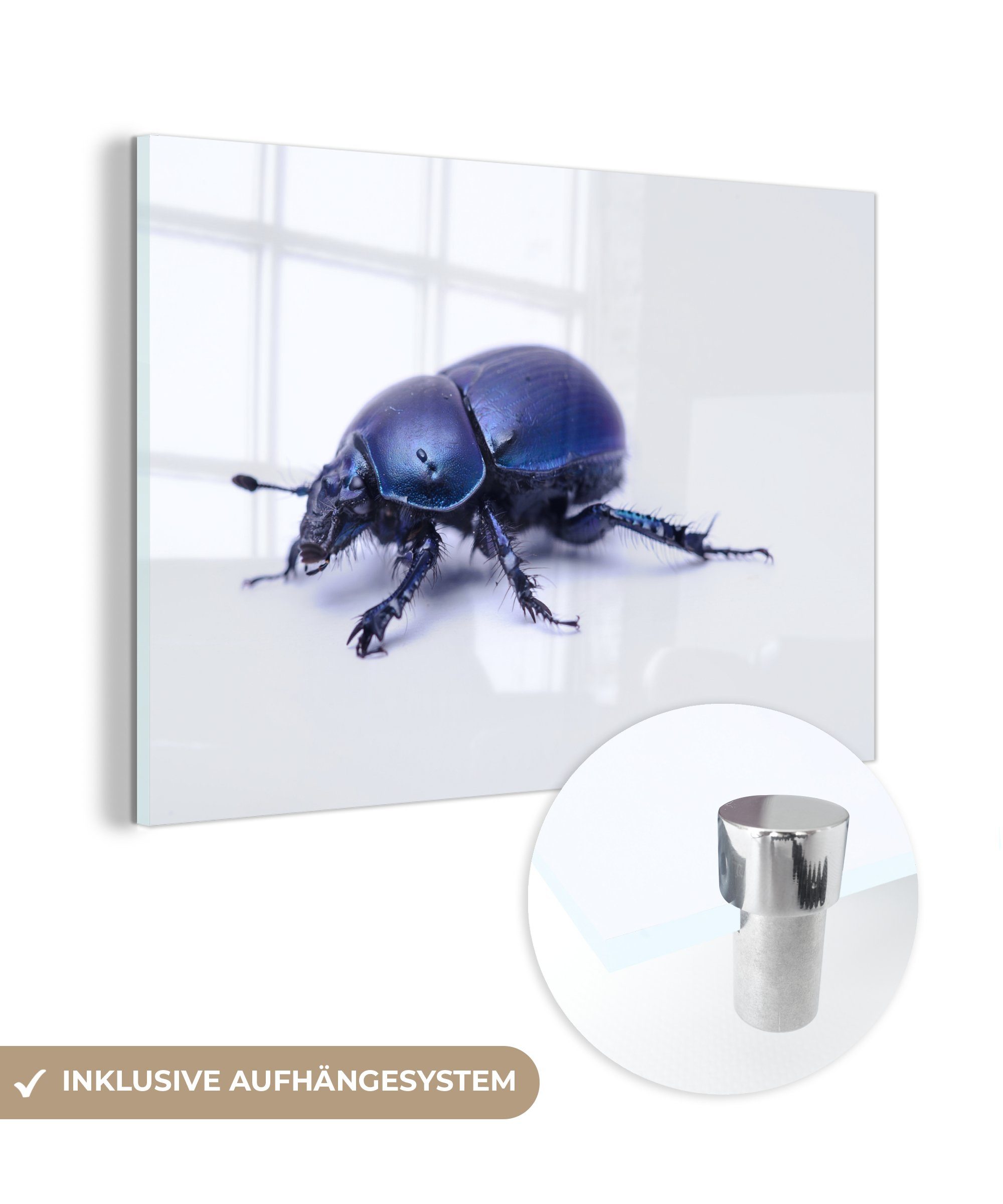 MuchoWow Acrylglasbild Makroaufnahme eines Mistkäfers, (1 St), Acrylglasbilder Wohnzimmer & Schlafzimmer