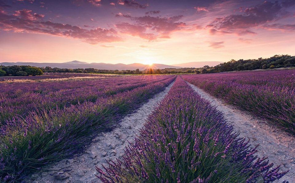 Komar Fototapete Lavender Dream, glatt, bedruckt, mehrfarbig, natürlich, (9  St), 450x280 cm (Breite x Höhe), Wohnzimmer, Schlafzimmer