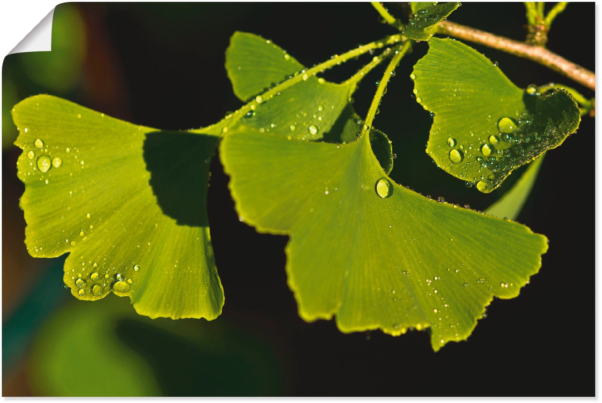 Artland Wandbild Poster Blätter, Alubild, St), (1 verschied. Ginkgo Blätter als Größen in Outdoorbild