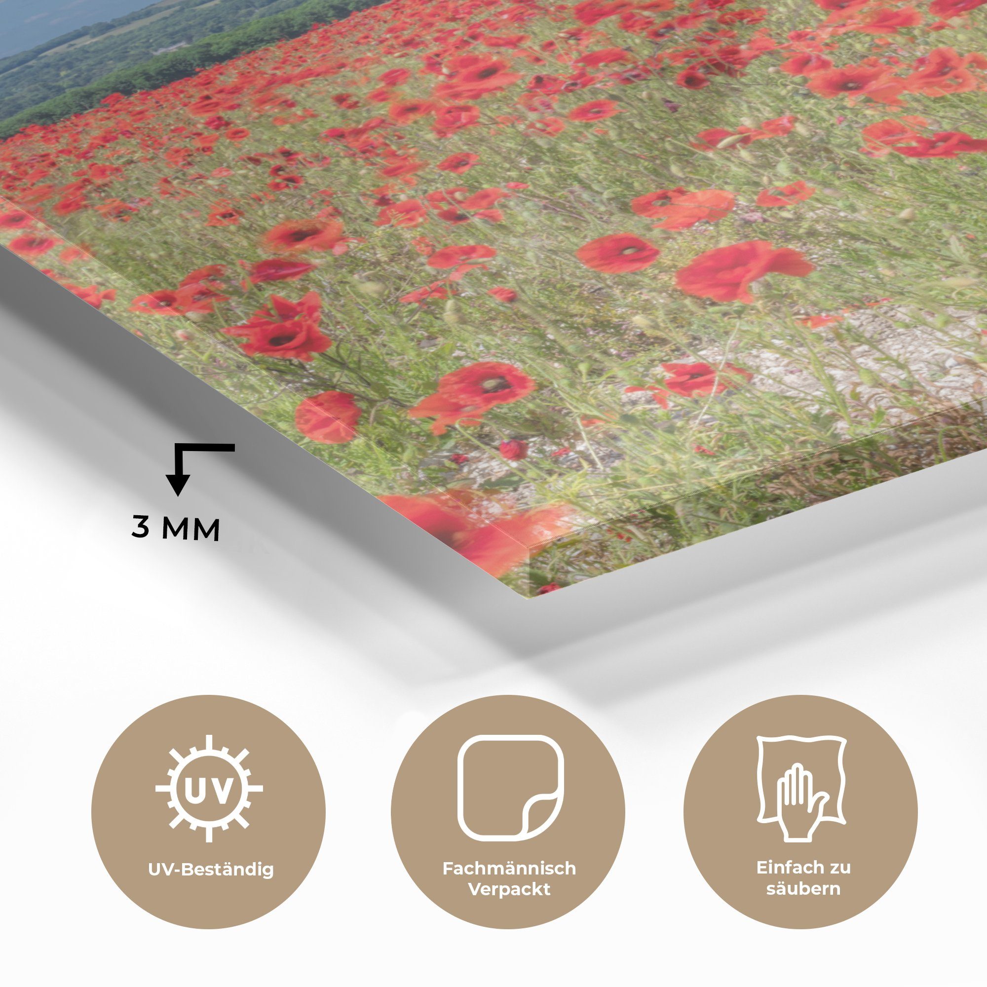 - Glas Mohnblumen Acrylglasbild Wanddekoration St), MuchoWow Rote Foto - auf Glas Glasbilder South englischen Park, im (1 - Downs auf National Wandbild Bilder