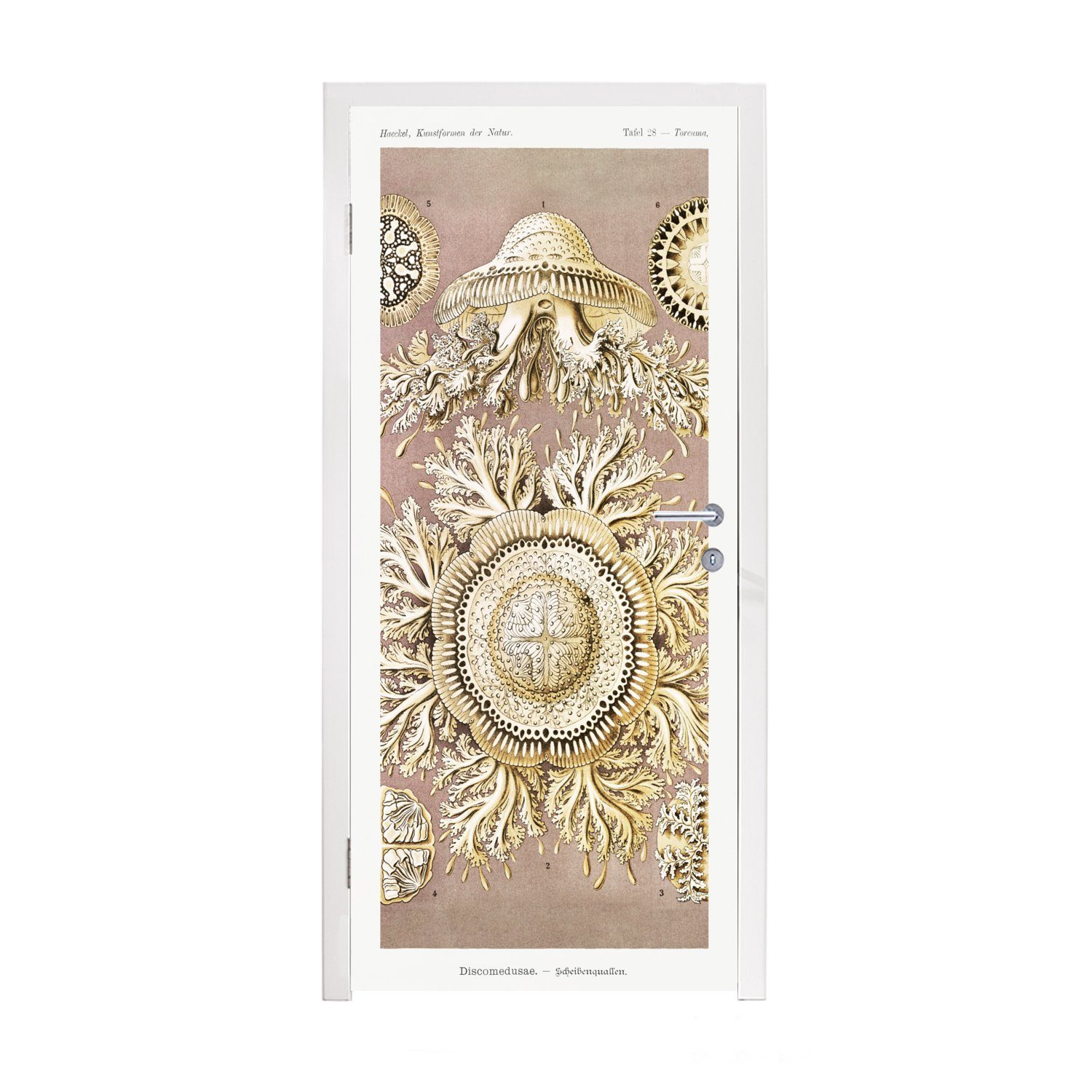 MuchoWow Türtapete Jahrgang - Ernst Haeckel - Qualle - Kunst, Matt, bedruckt, (1 St), Fototapete für Tür, Türaufkleber, 75x205 cm
