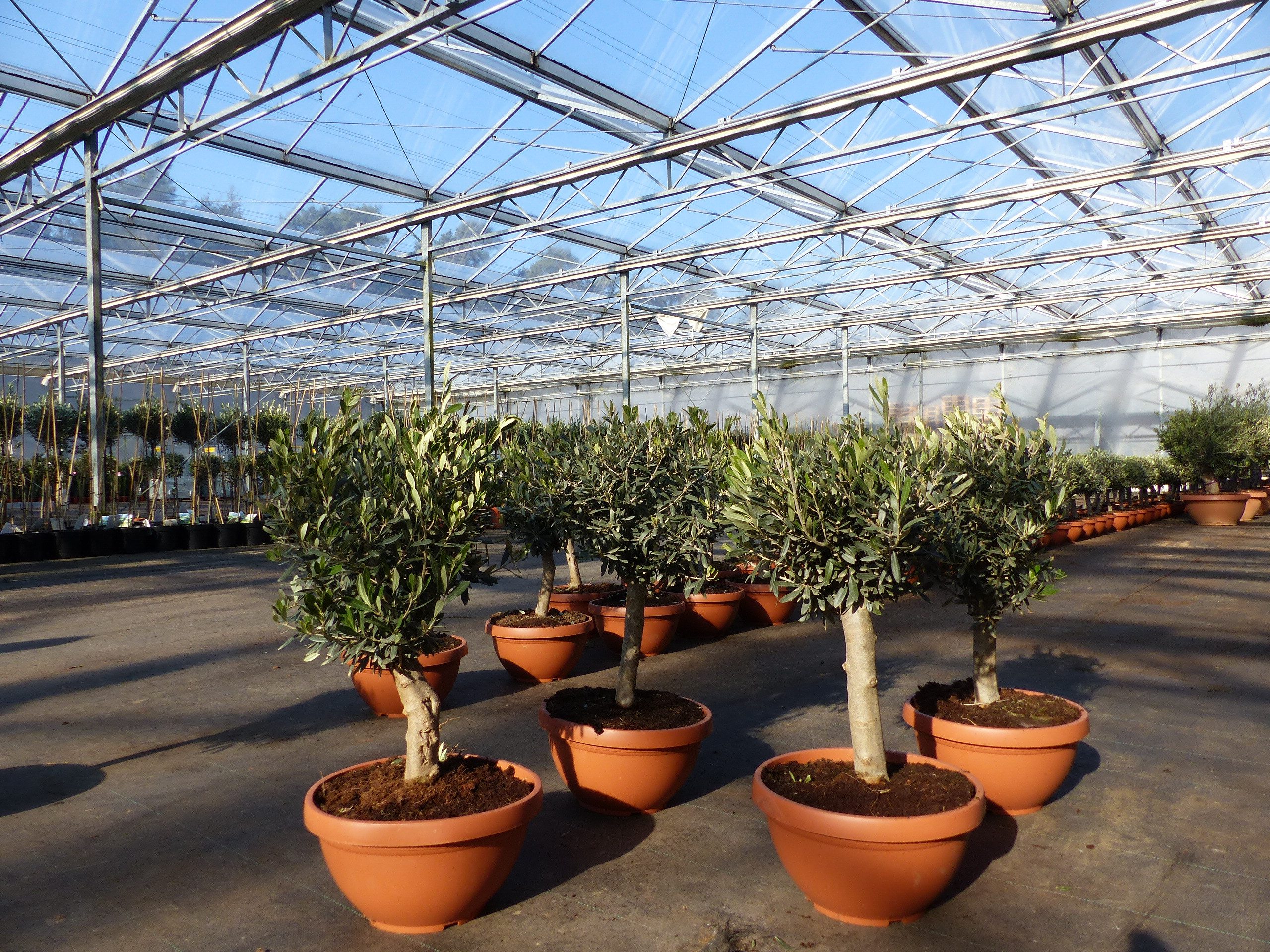 gruenwaren jakubik Olivenbaum