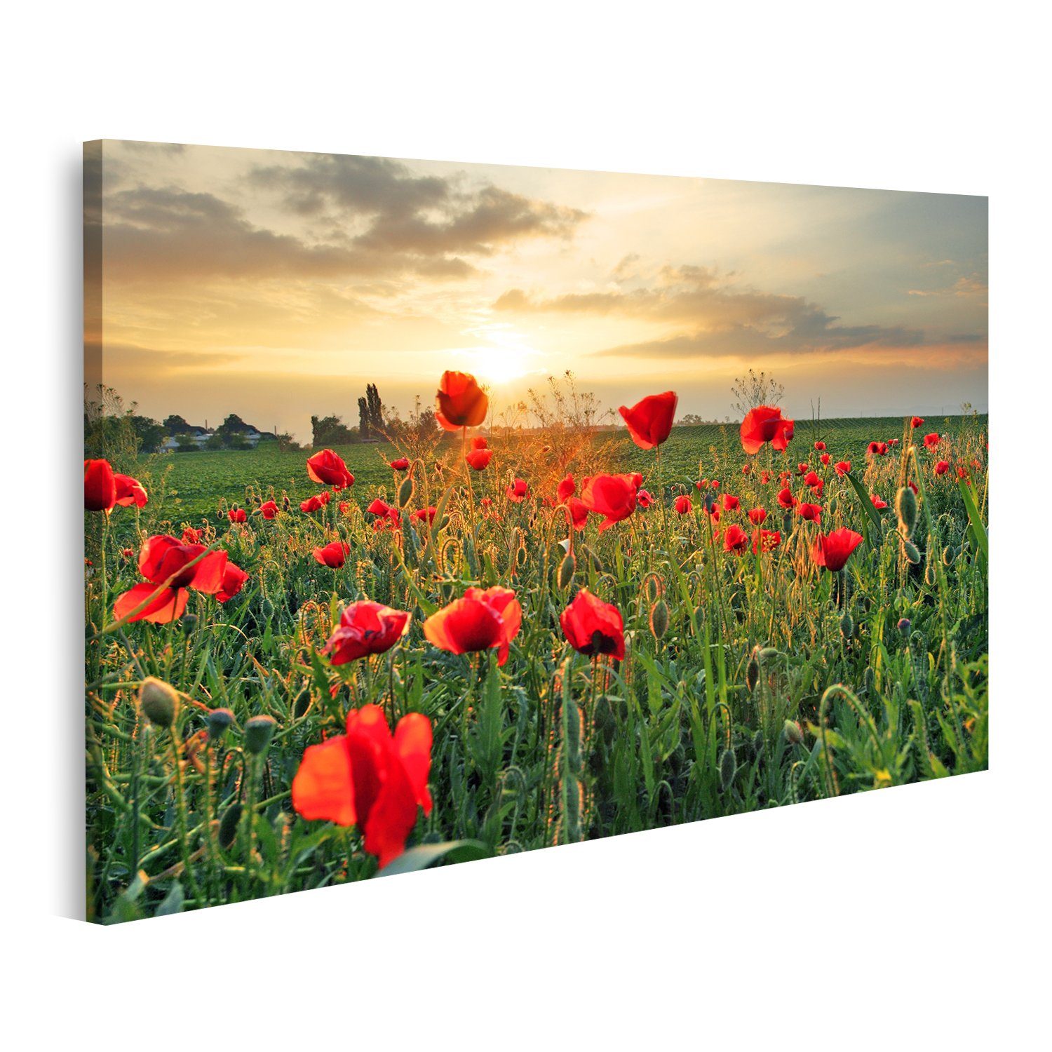islandburner Leinwandbild Bild auf Leinwand Mohnblumen Feldblume Auf Sonnenuntergang Wandbild L