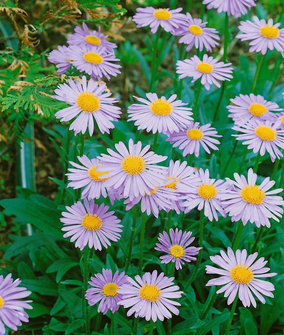 Pflanzen für Dich Staude Aster tong. Wartburgstern, 1 St., Tongol-Aster, Wartburgstern-Aster