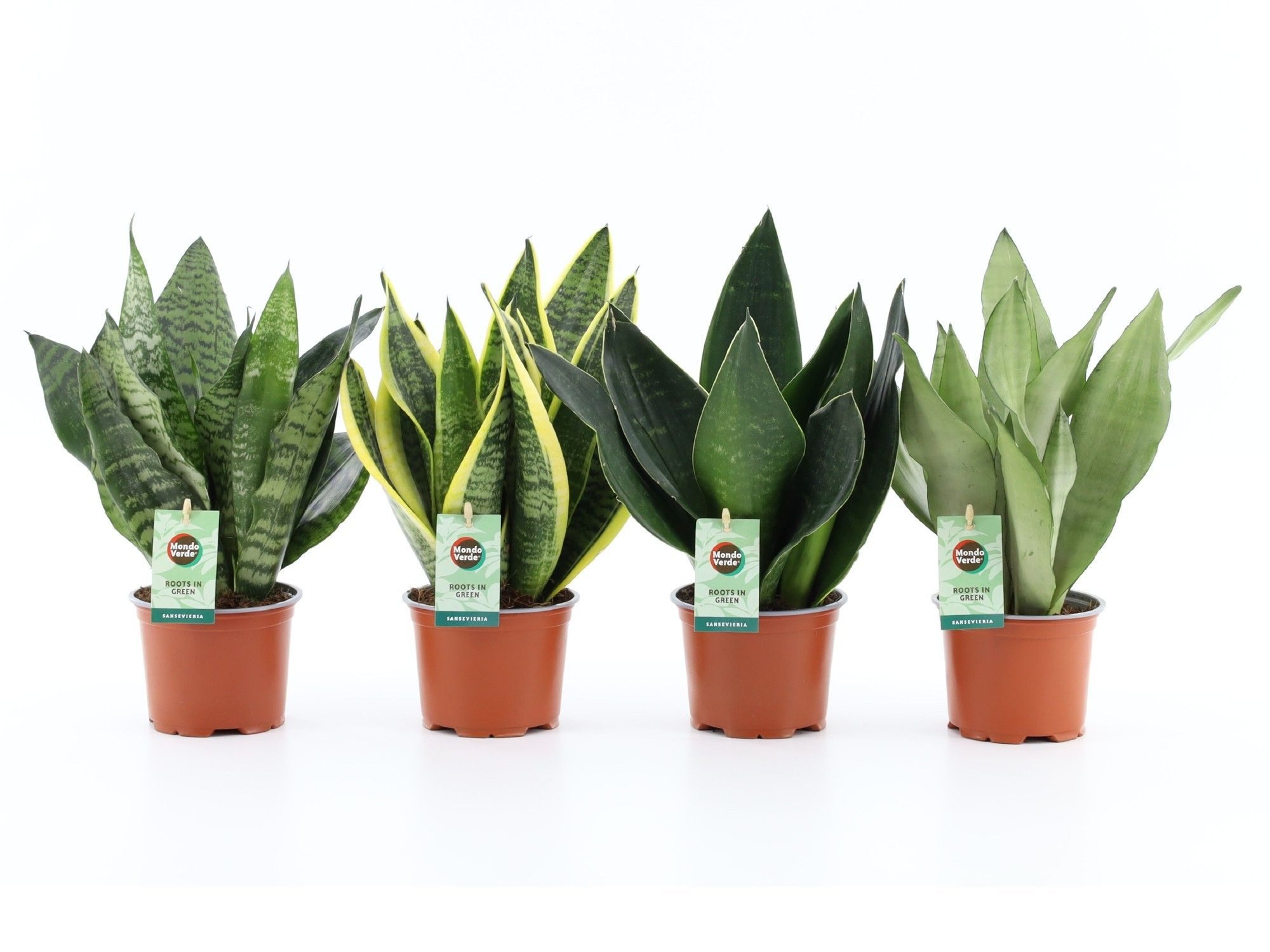 meinvipshop Zimmerpflanze Bogenhanf Sansevieria 4er Set