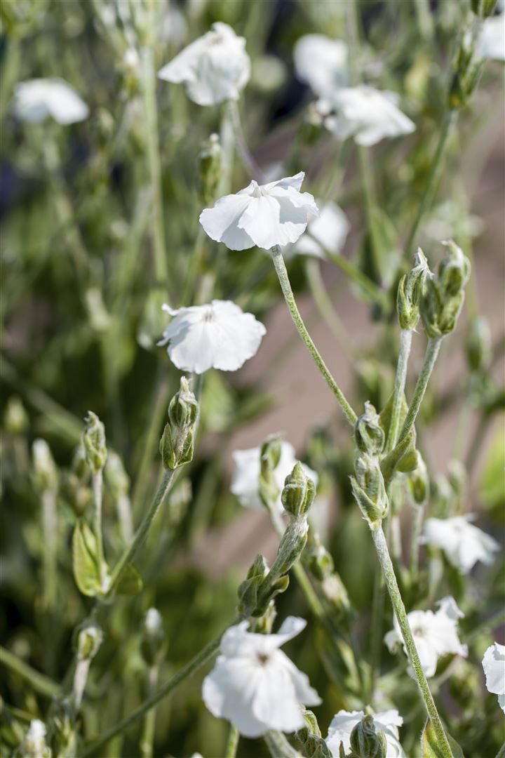 Pflanzen für Dich Staude Lychnis coronaria Alba, 1 St., Weiße Lichtnelke, Samtnelke