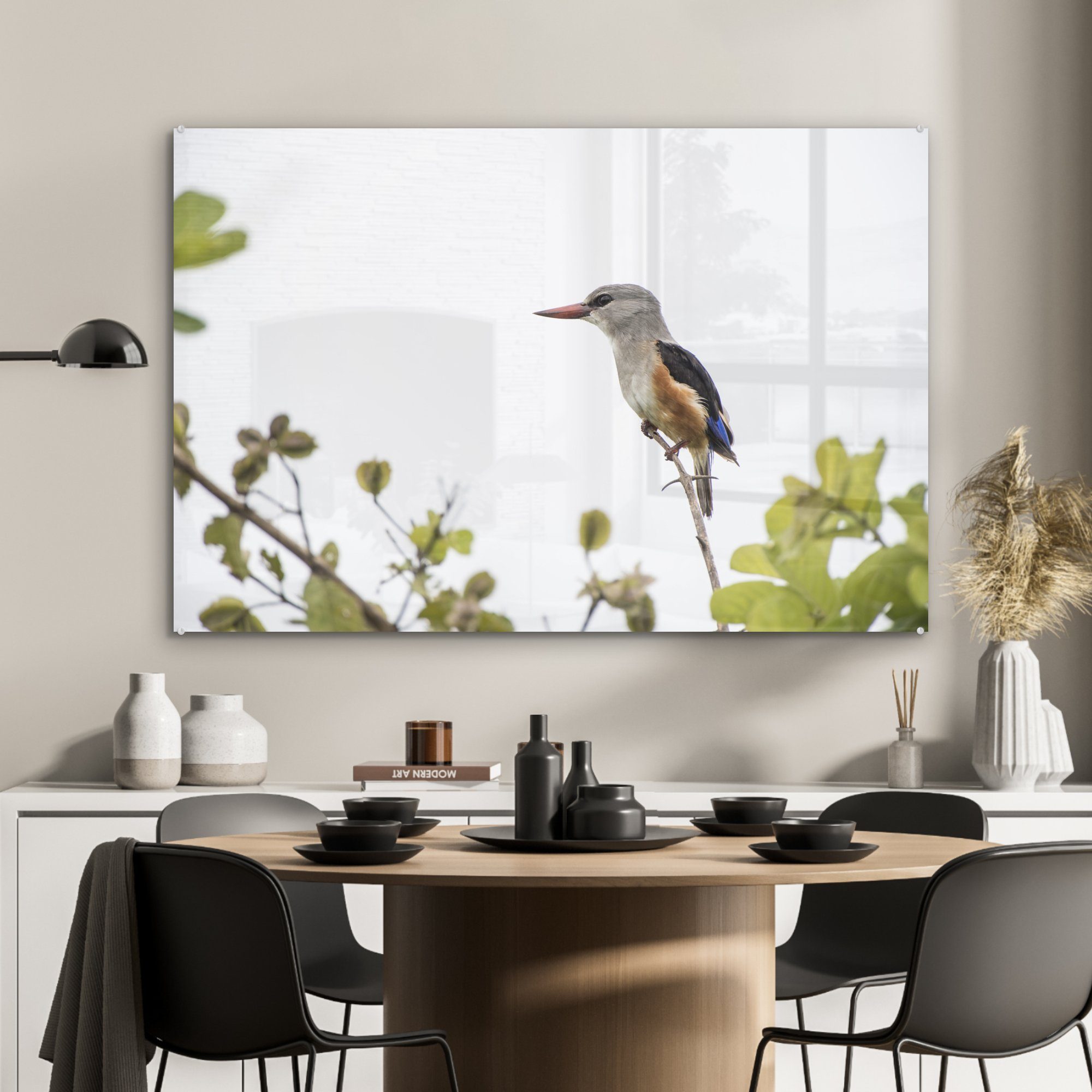 St), Graukopf-Eisvogel, beleuchtet & (1 schönen Sonne Acrylglasbild einen Die Wohnzimmer Schlafzimmer MuchoWow Acrylglasbilder