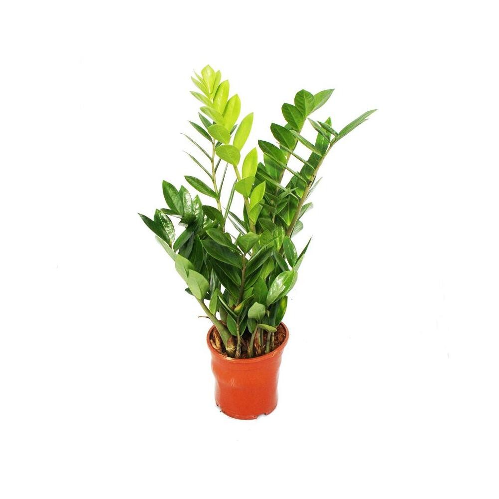 Exotenherz Zimmerpflanze Zamioculcas zamiifolia - Zamio Palme - Zamio Farn günstig online kaufen