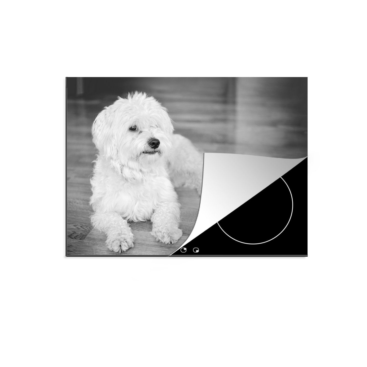MuchoWow Herdblende-/Abdeckplatte Schwarz-Weiß-Bild eines Maltesers, Vinyl, (1 tlg), 70x52 cm, Mobile Arbeitsfläche nutzbar, Ceranfeldabdeckung