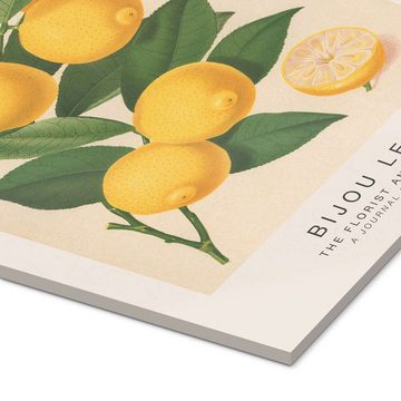 Posterlounge Acrylglasbild Walter Hood Fitch, The Florist and Pomologist - Bijou Lemon, Küche Modern Illustration