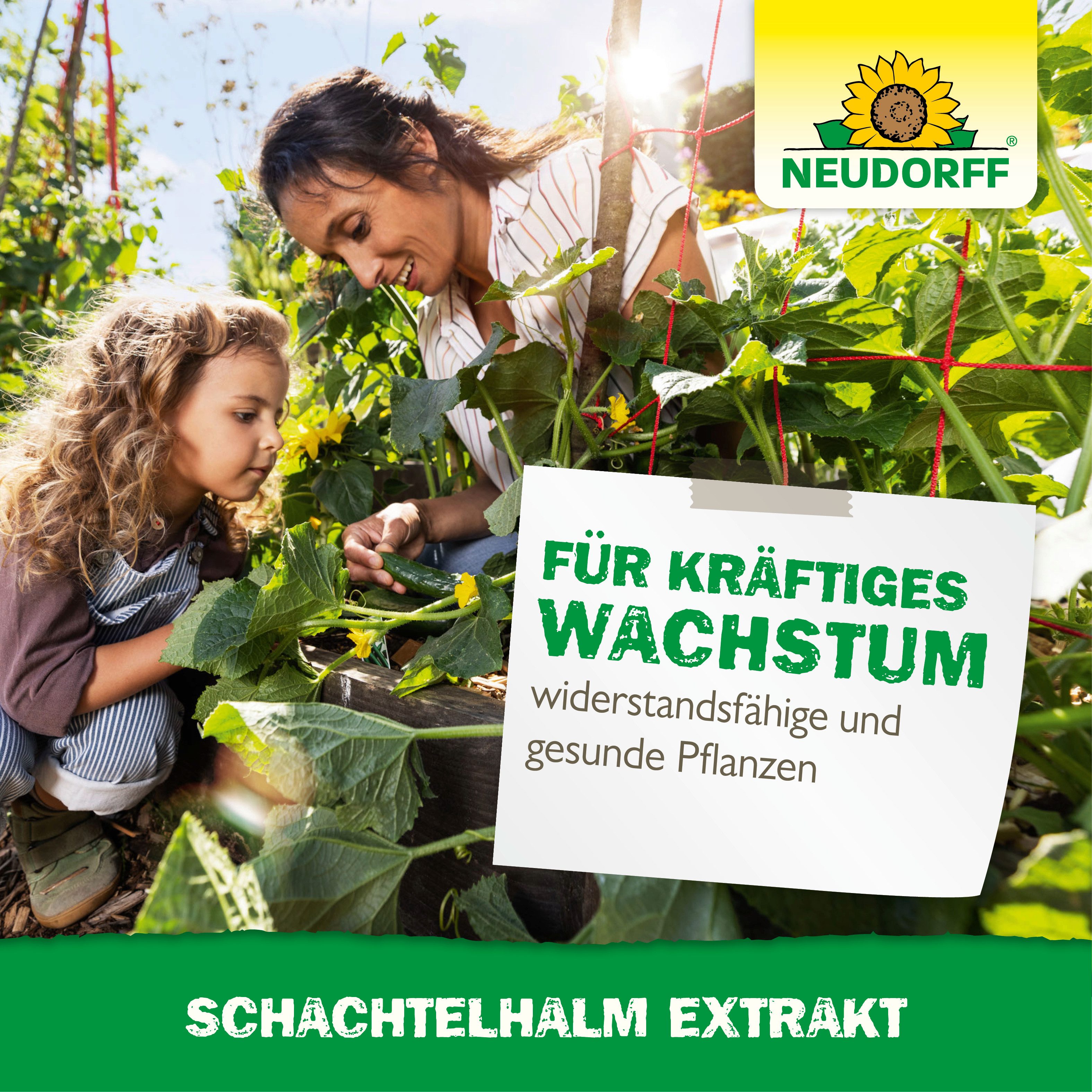 Neudorff Pflanzenstärkungsmittel Schachtelhalm Extrakt 250 ml für 62L, Pflanzenhilfsmittel zur Pflanzenkräftigung, Ergibt 62,5 Liter Spritzbrühe, Mit Kieselsäur – Bild 4 von 5