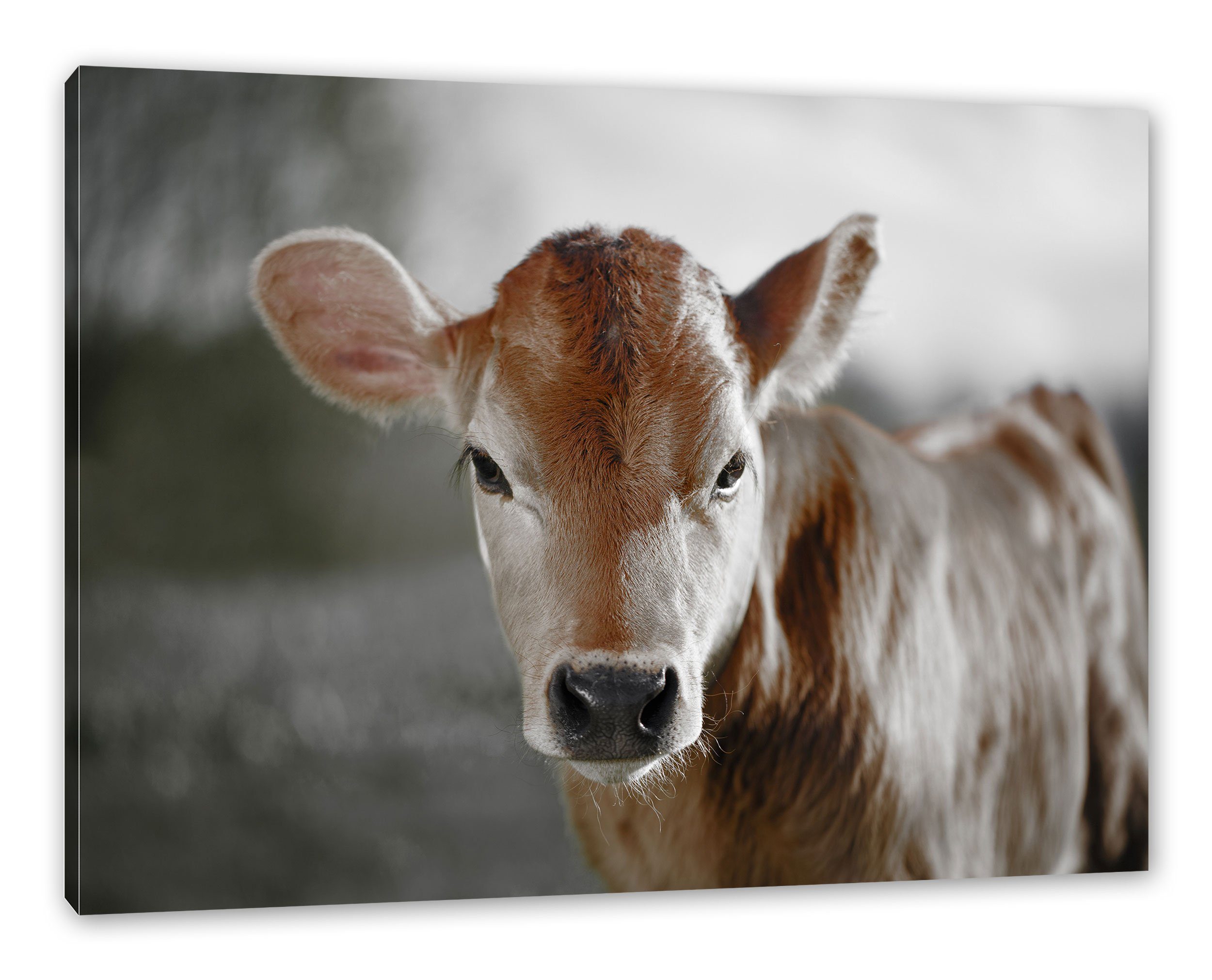 Pixxprint Leinwandbild Junge Kuh Kälbchen, Junge Kuh Kälbchen (1 St), Leinwandbild fertig bespannt, inkl. Zackenaufhänger