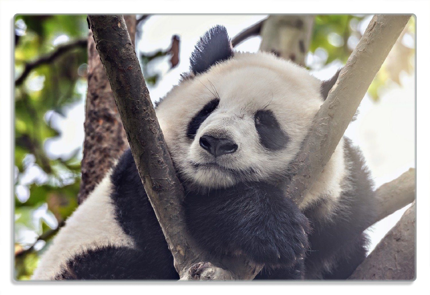 Wallario Frühstücksbrett Schlafender Panda in einem Baum, (inkl. rutschfester Gummifüße 4mm, 1-St), 20x30cm | Frühstücksbrettchen